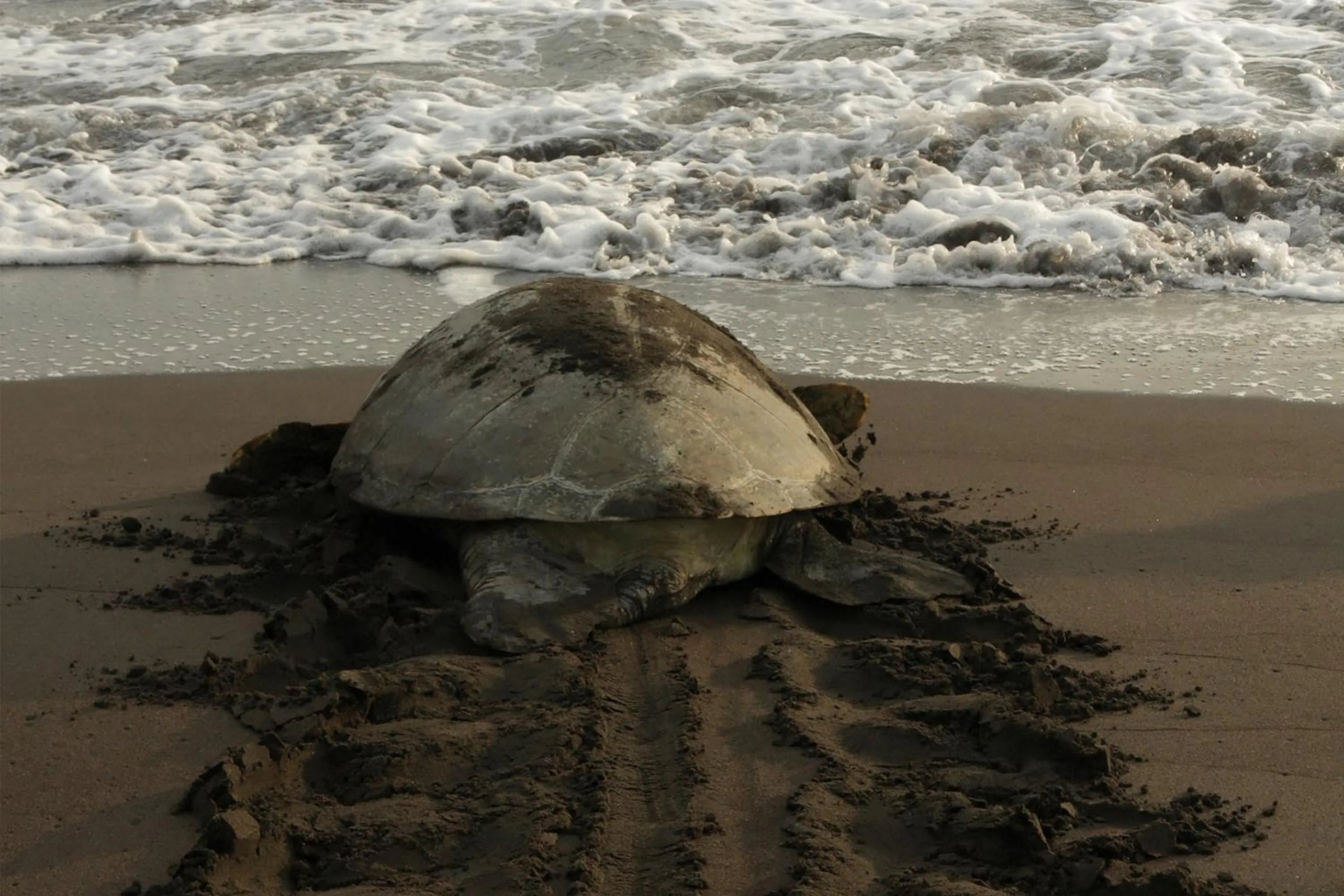 Natural landscape in Tortuga Lodge