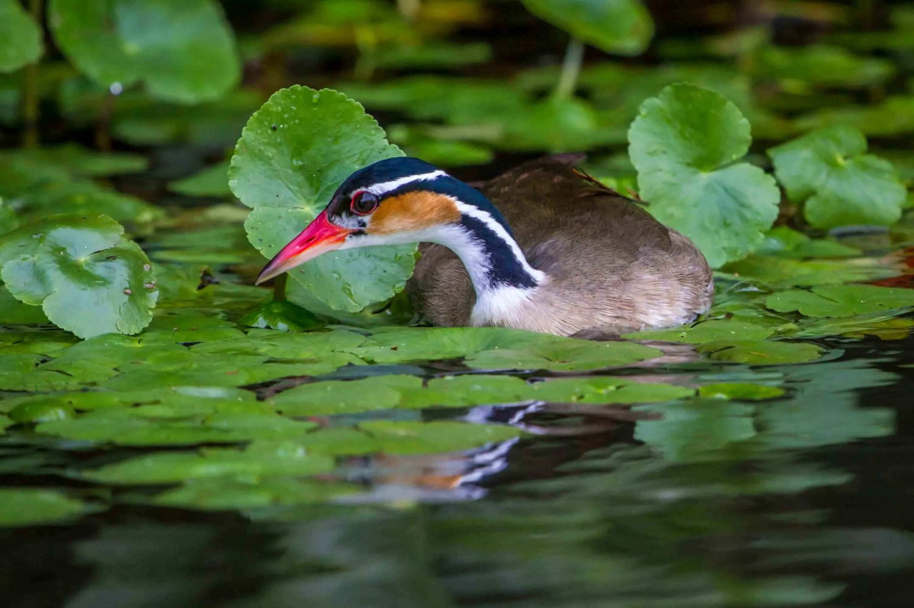Other in Tortuga Lodge