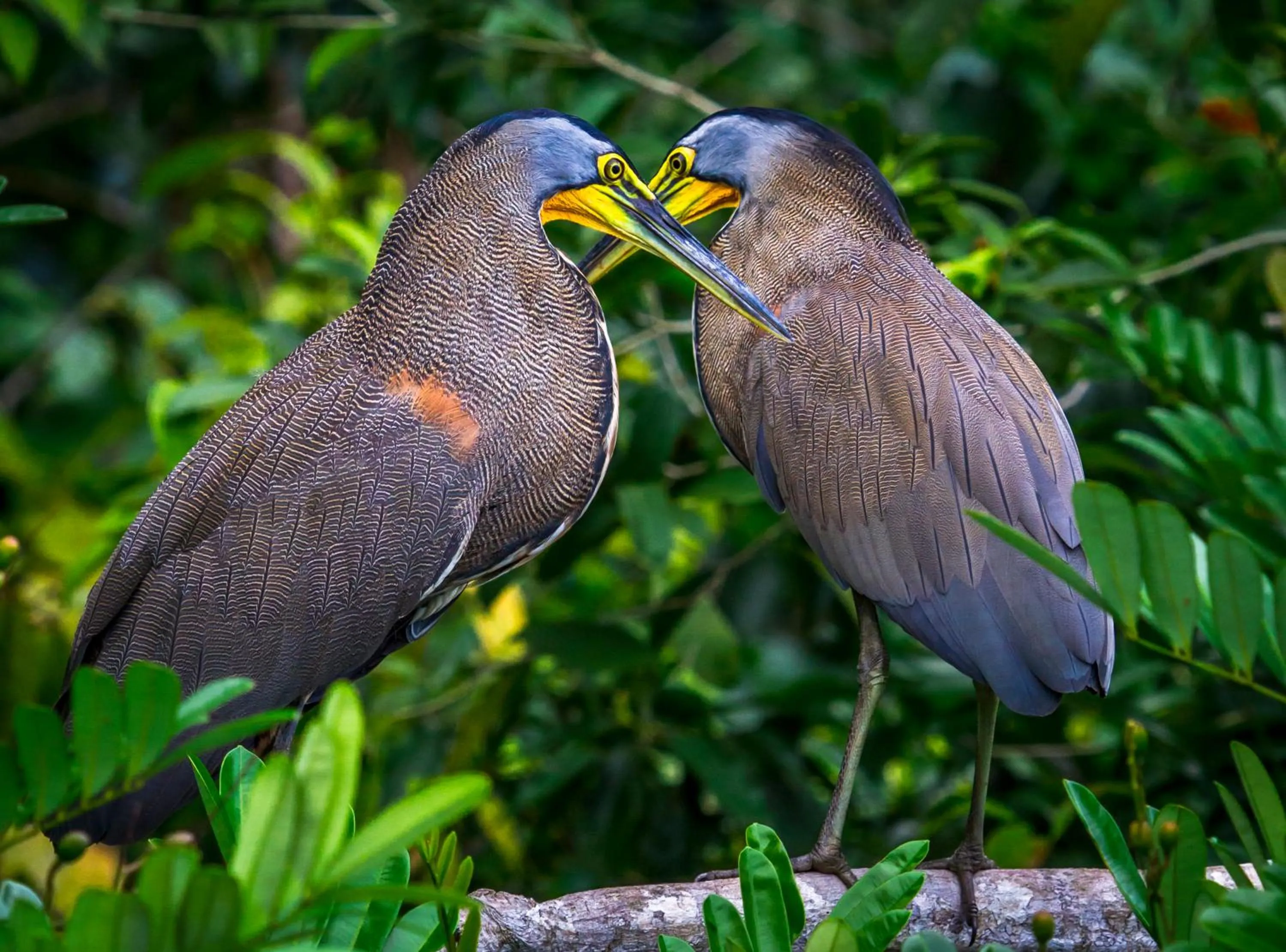 Other in Tortuga Lodge