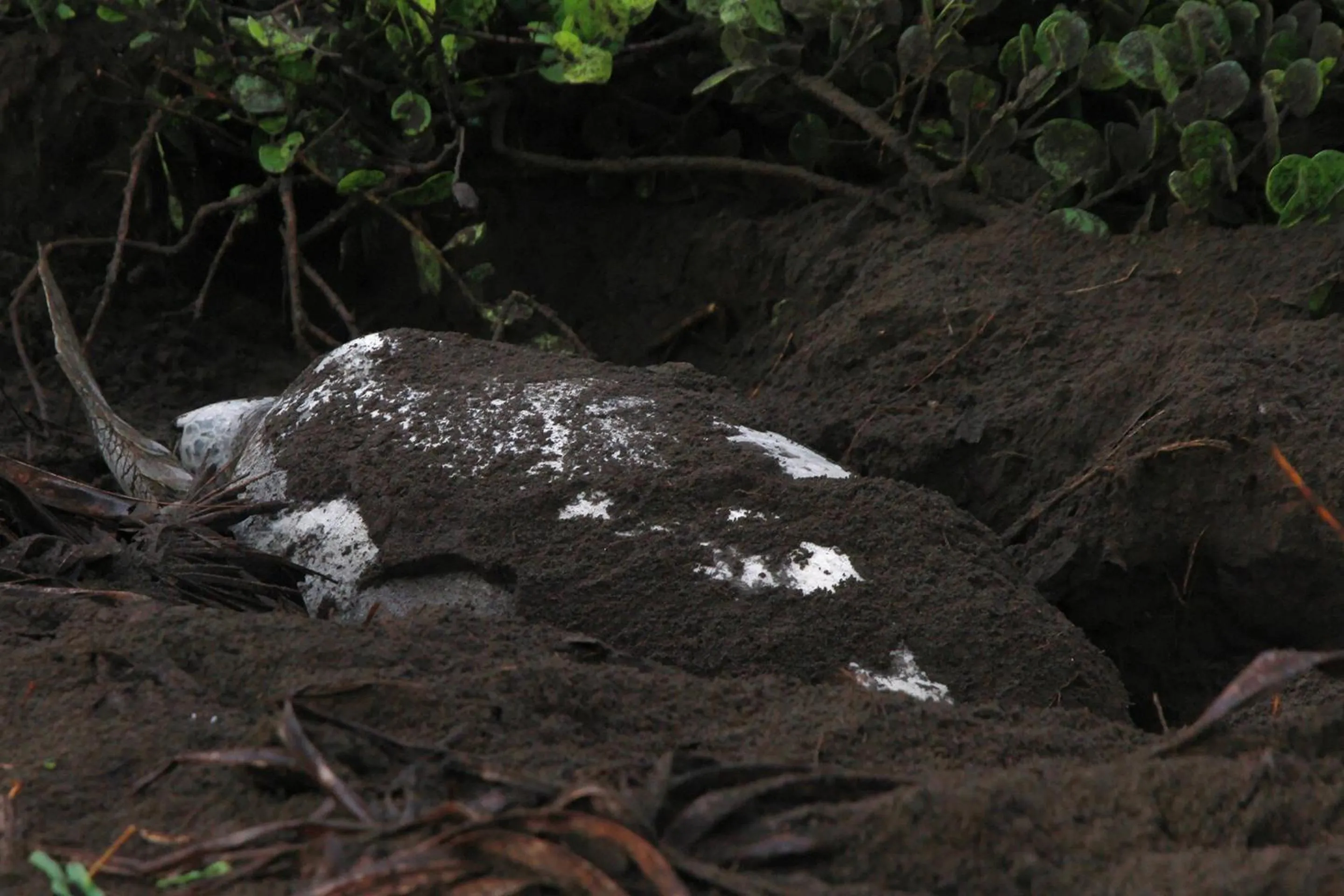 Natural landscape in Tortuga Lodge