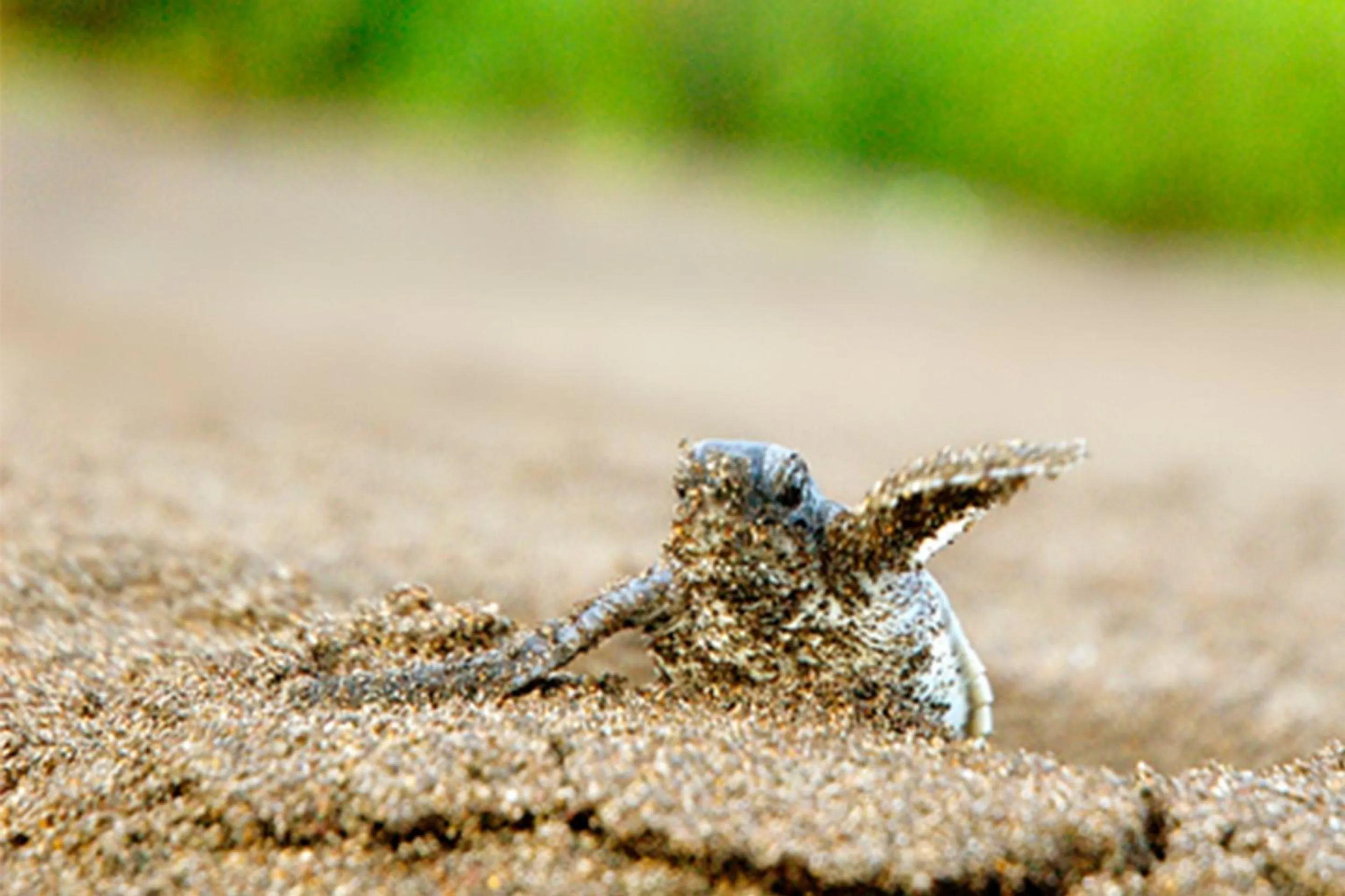 Animals in Tortuga Lodge