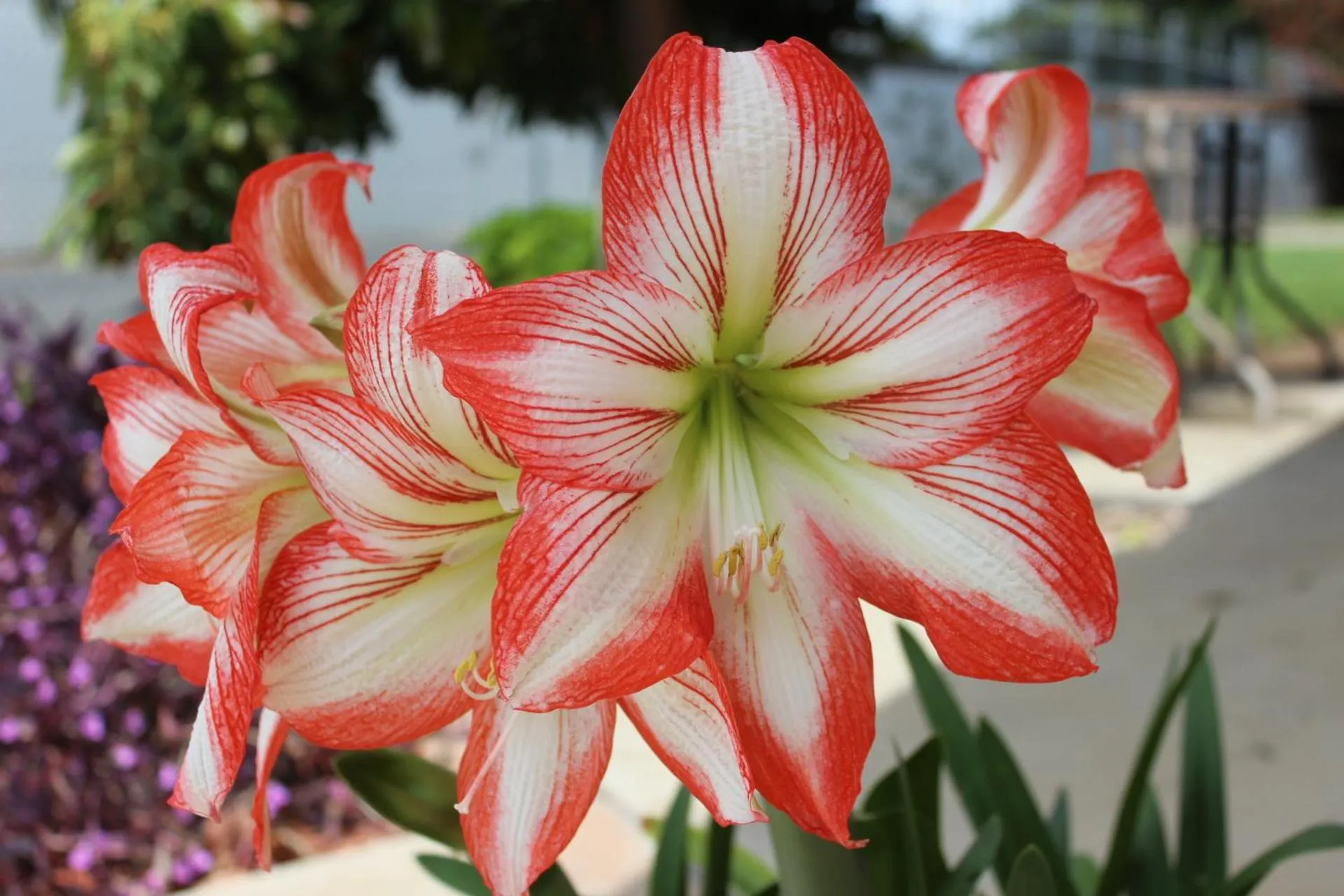 Golden Harvest Motor Inn Moree