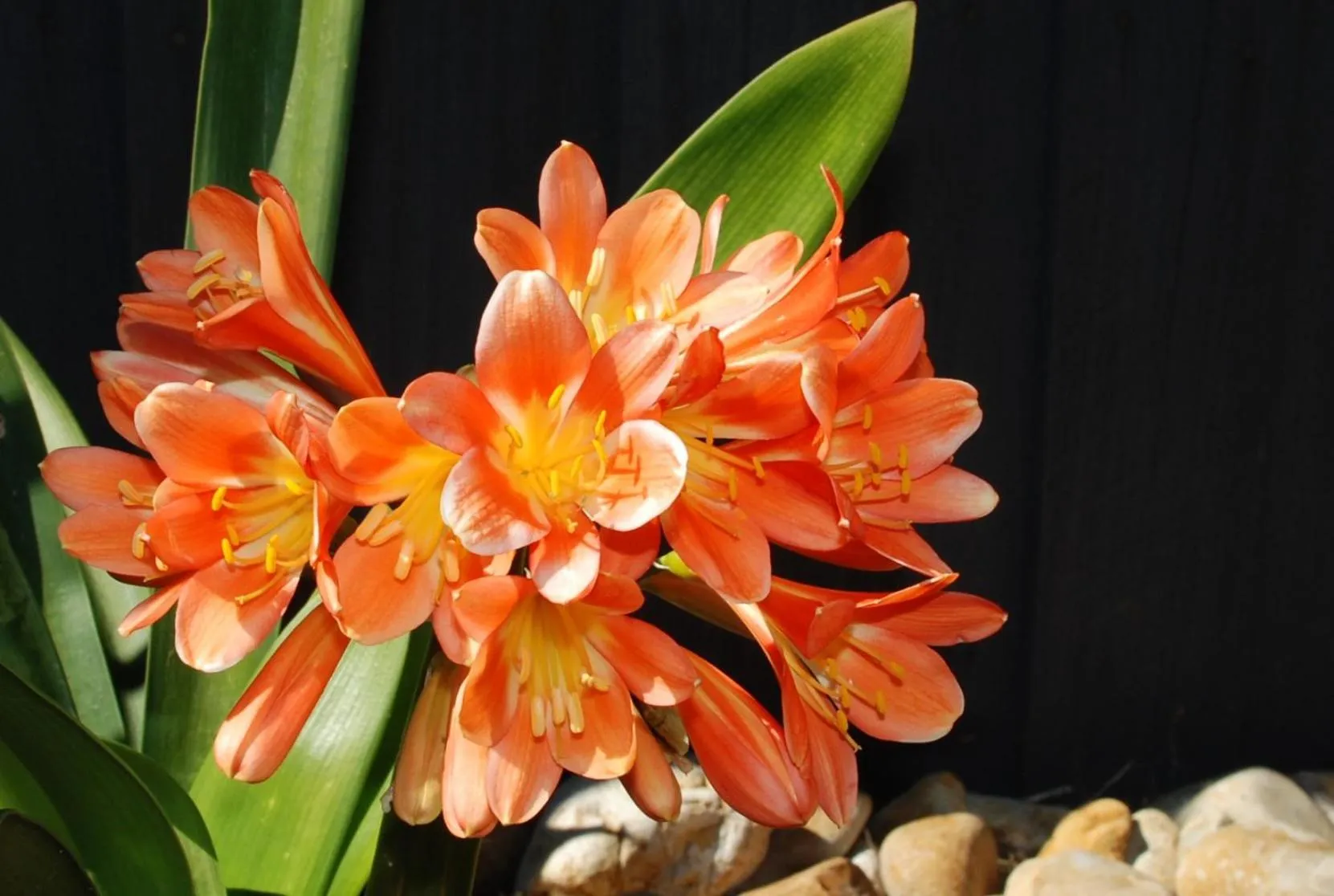 Garden in Cunningham Shore Motel