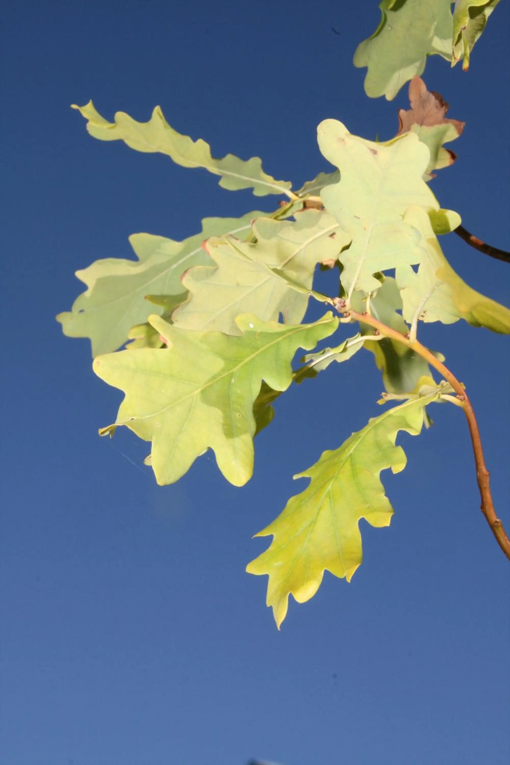 Property logo or sign in Villa Ekbladh