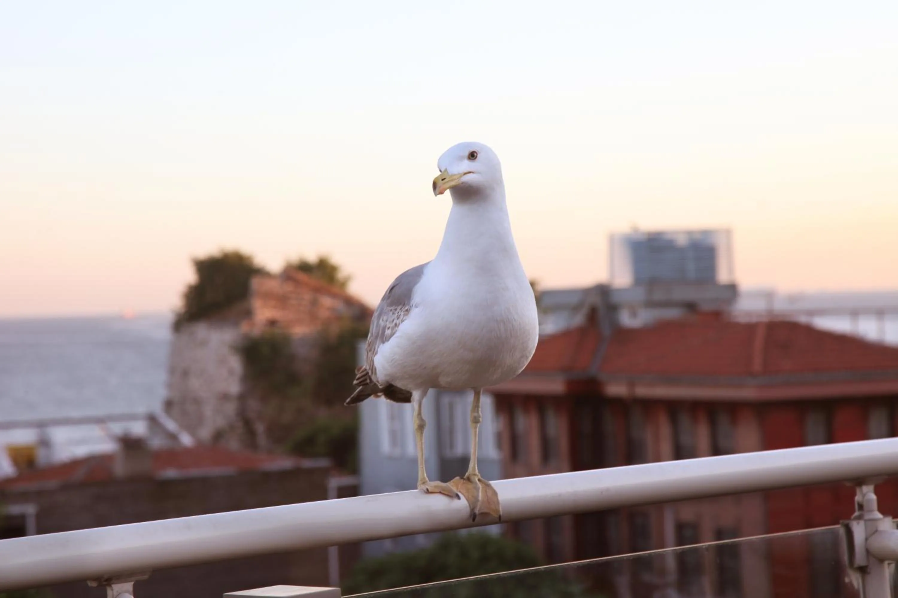 Fishing in Almina Hotel - Special Class