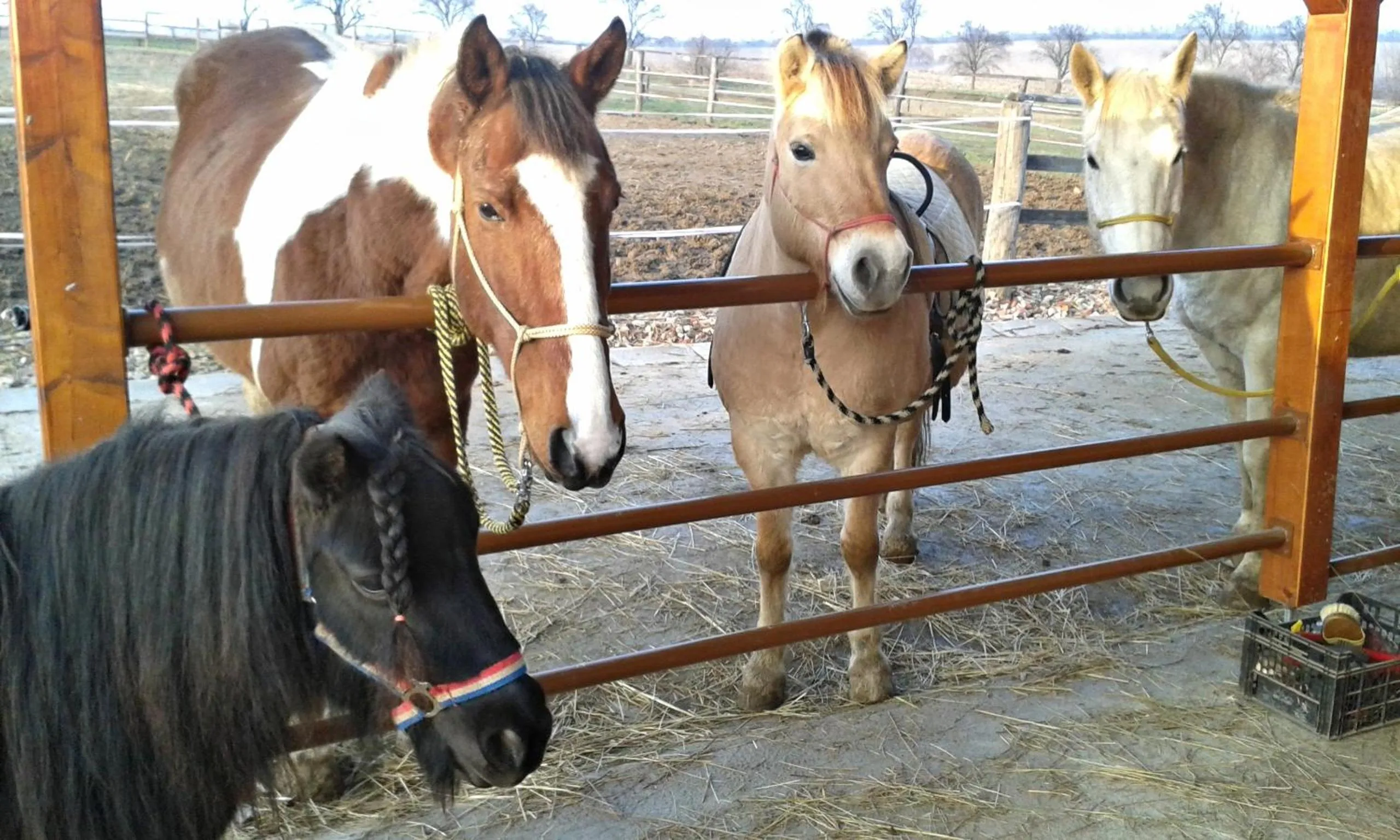 Horse-riding in Bukovanský mlýn