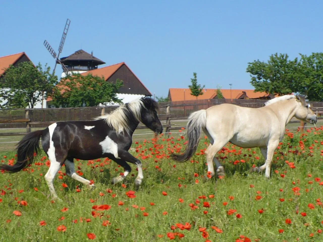 Animals in Bukovanský mlýn