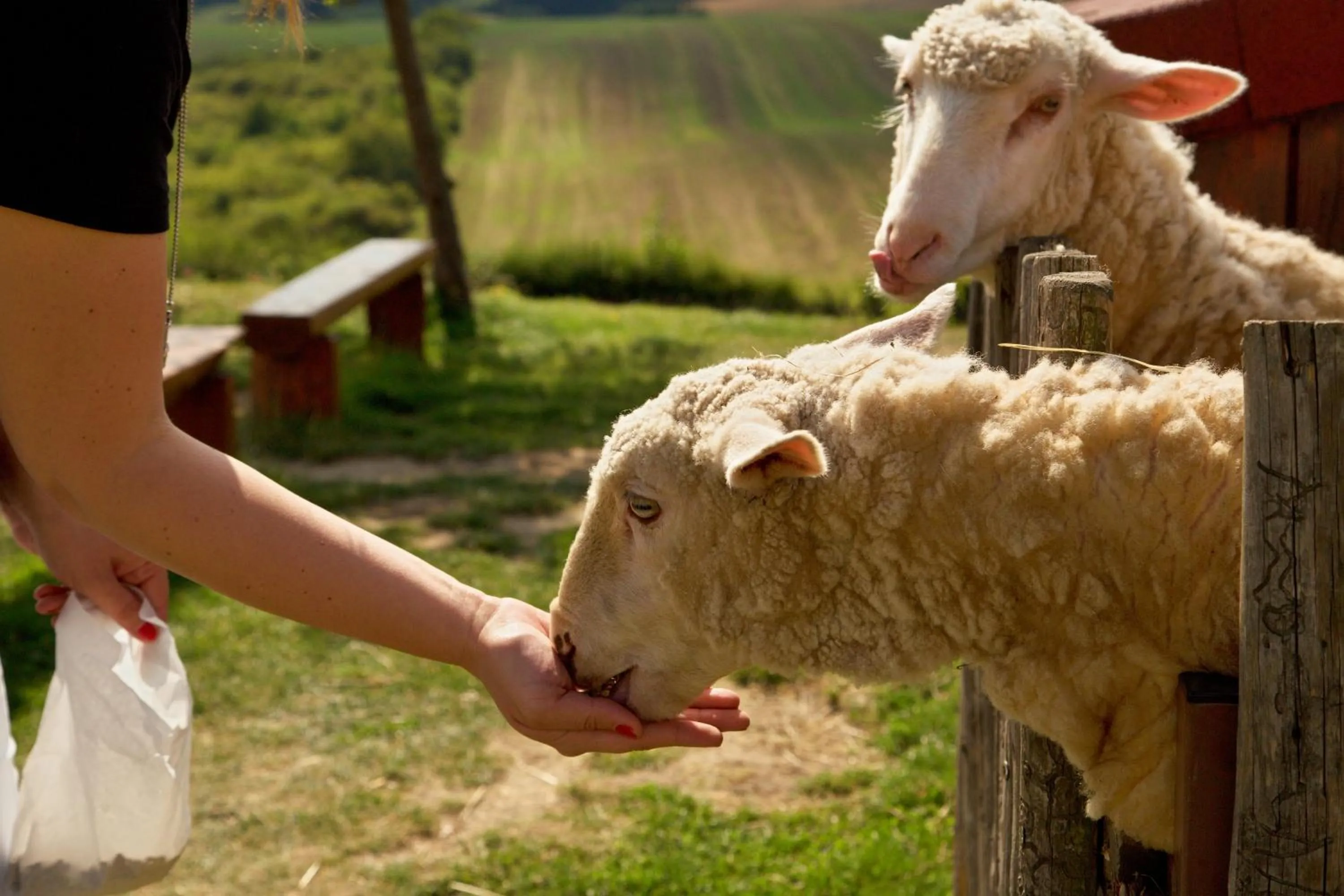 Animals in Bukovanský mlýn