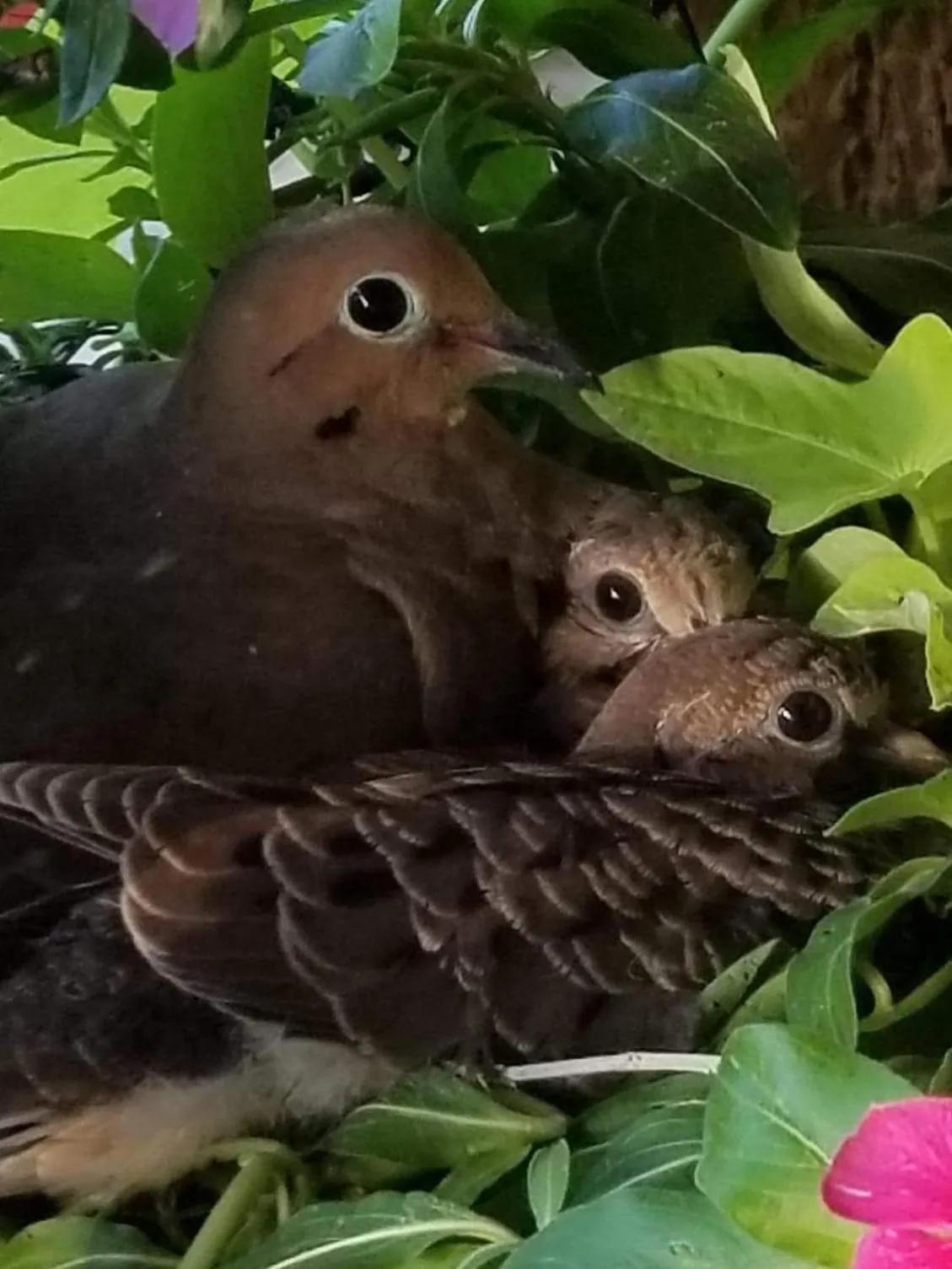 Animals in Private, Quite Casita , N. Scottsdale area,Private Pool & Patio, Cave Creek Az.