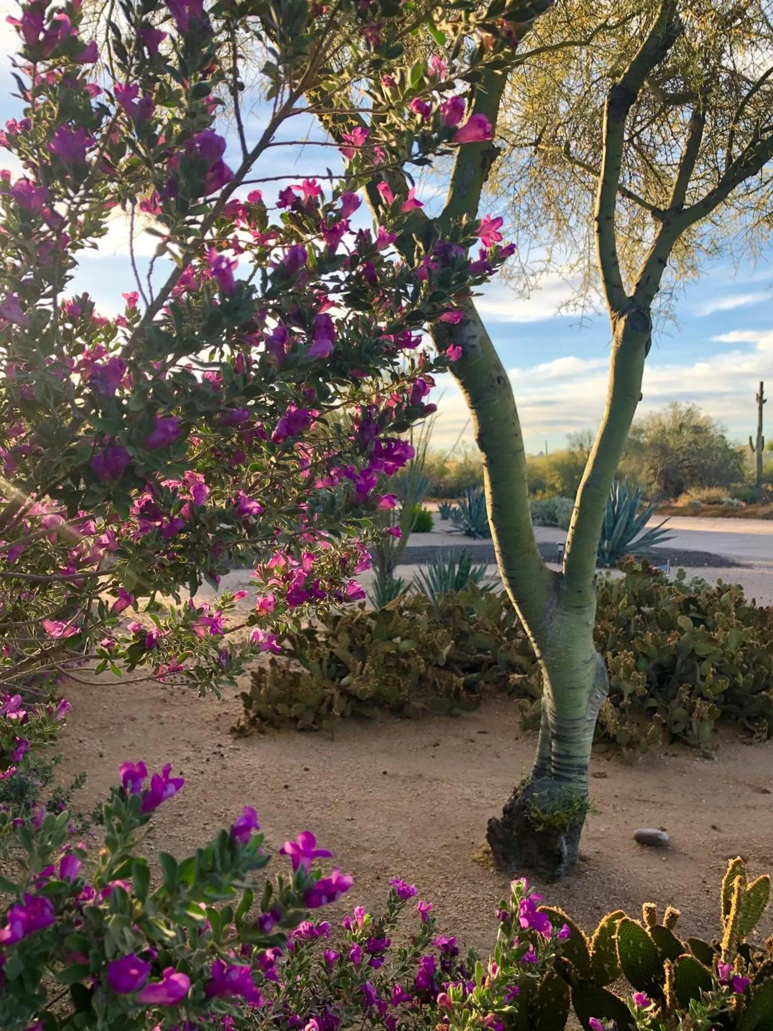 Spring in Private, Quite Casita , N. Scottsdale area,Private Pool & Patio, Cave Creek Az.