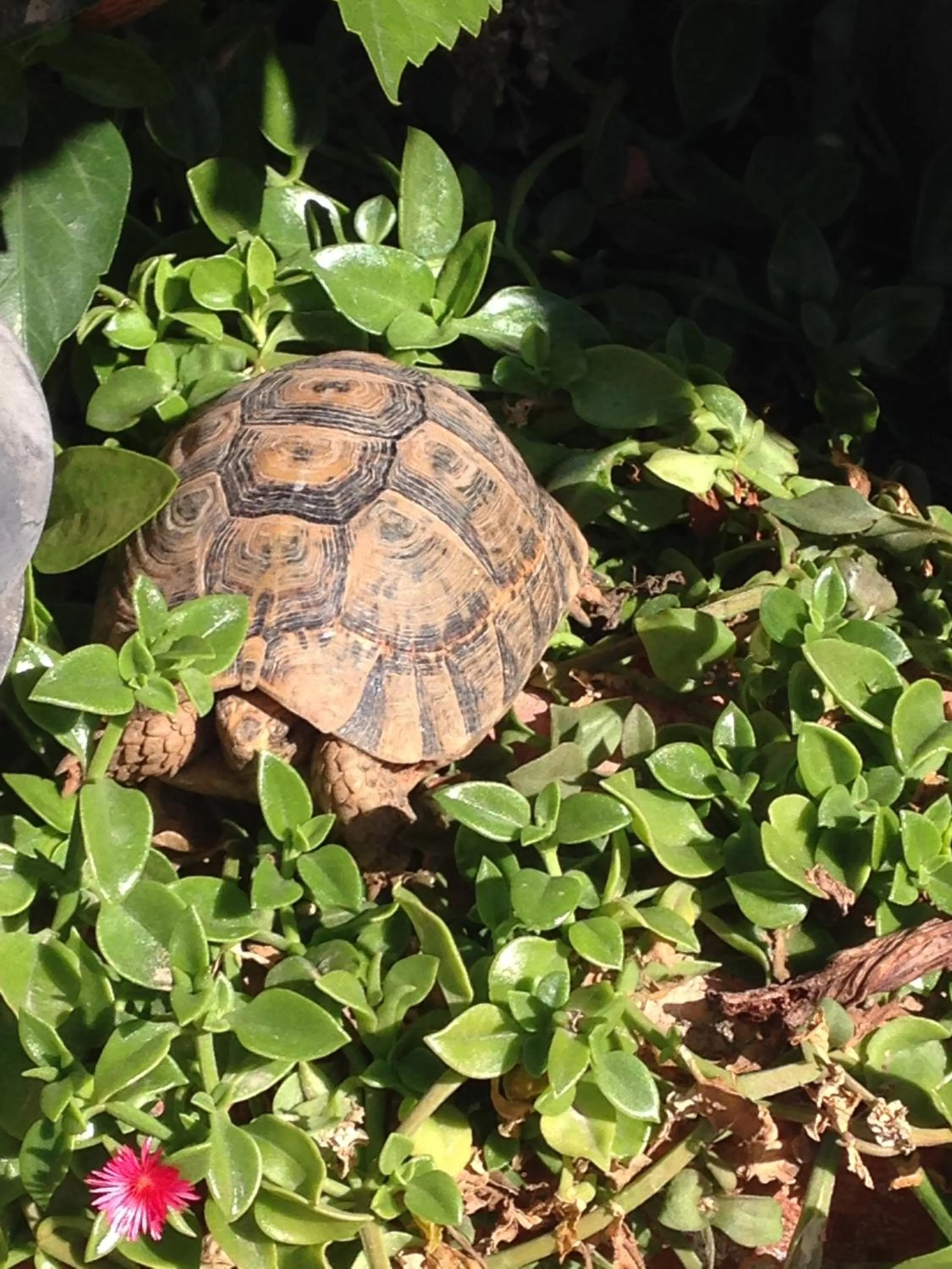 Garden in Villa Sunset B&B