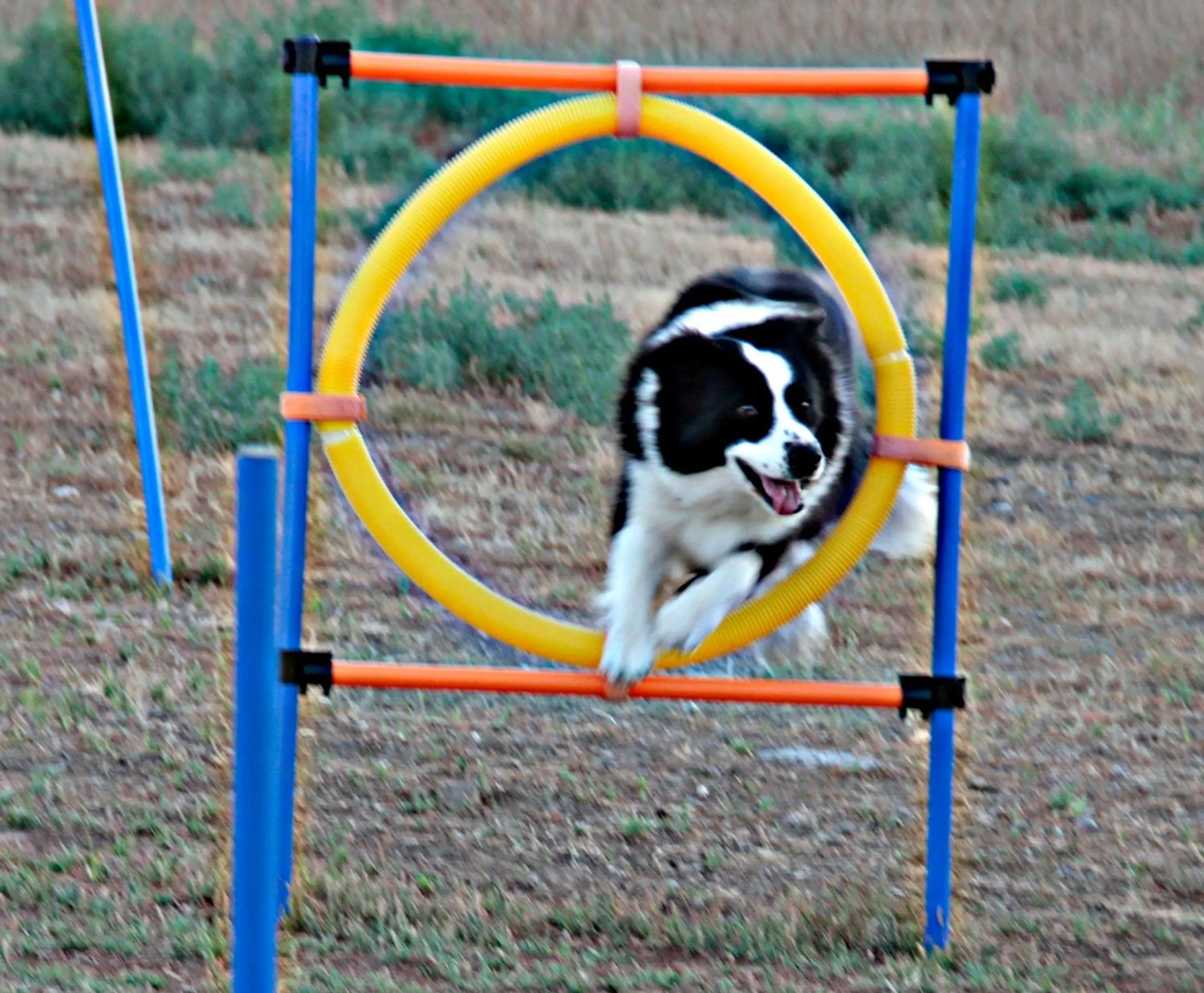 Animals in Residence Talamone Il Poderino