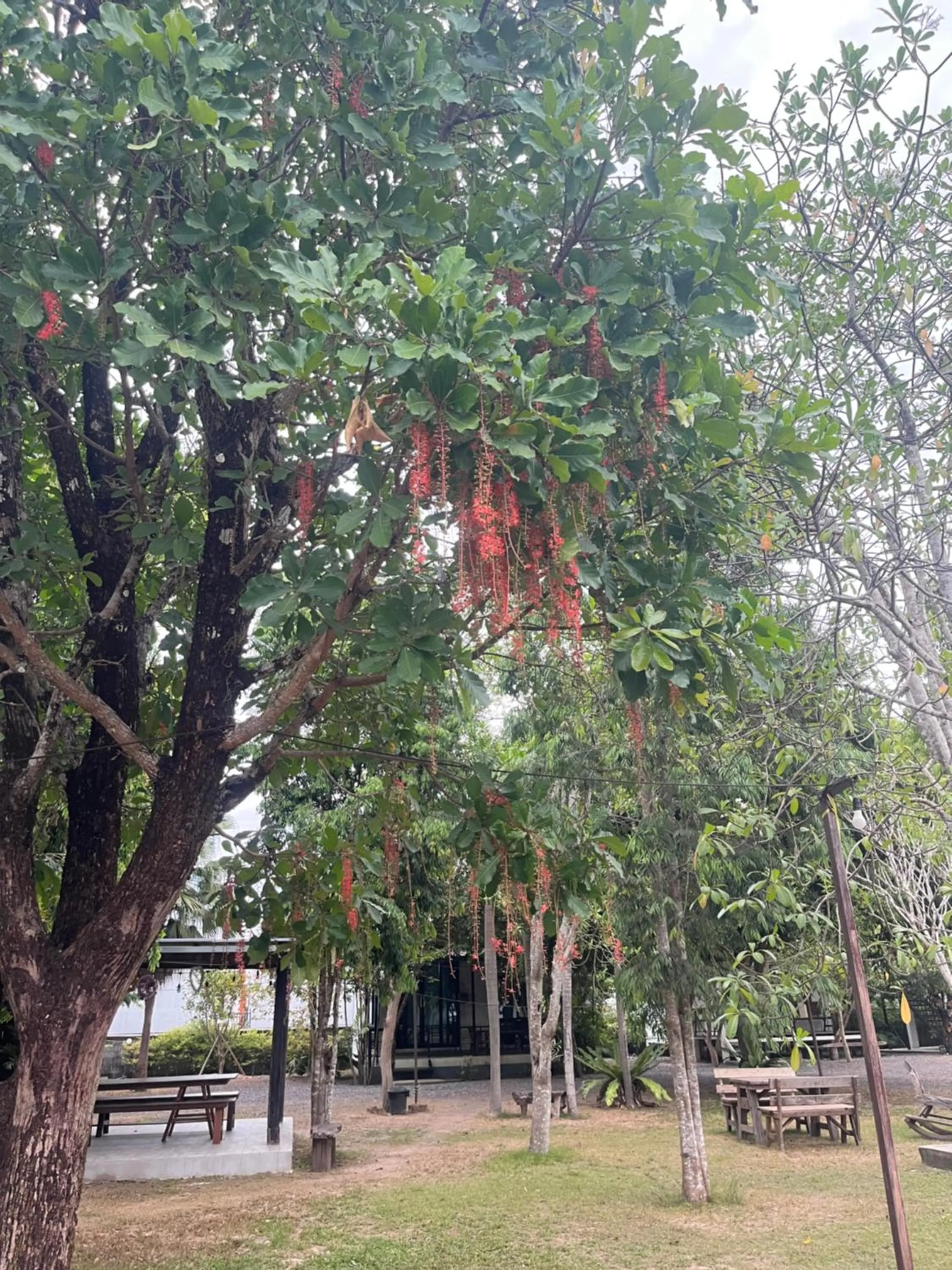 Garden in Sangkaset Resort
