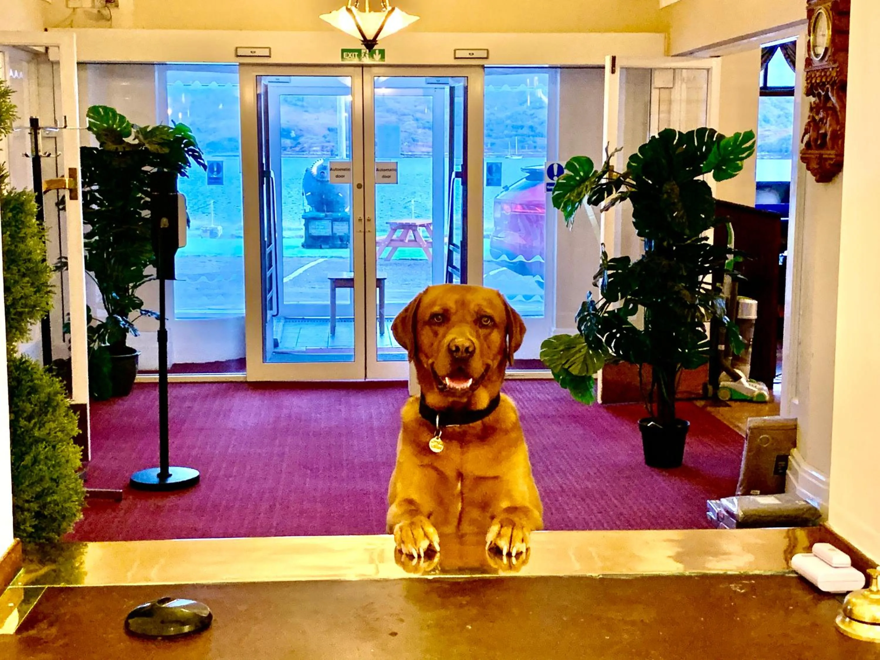 Pets in Skye View Hotel