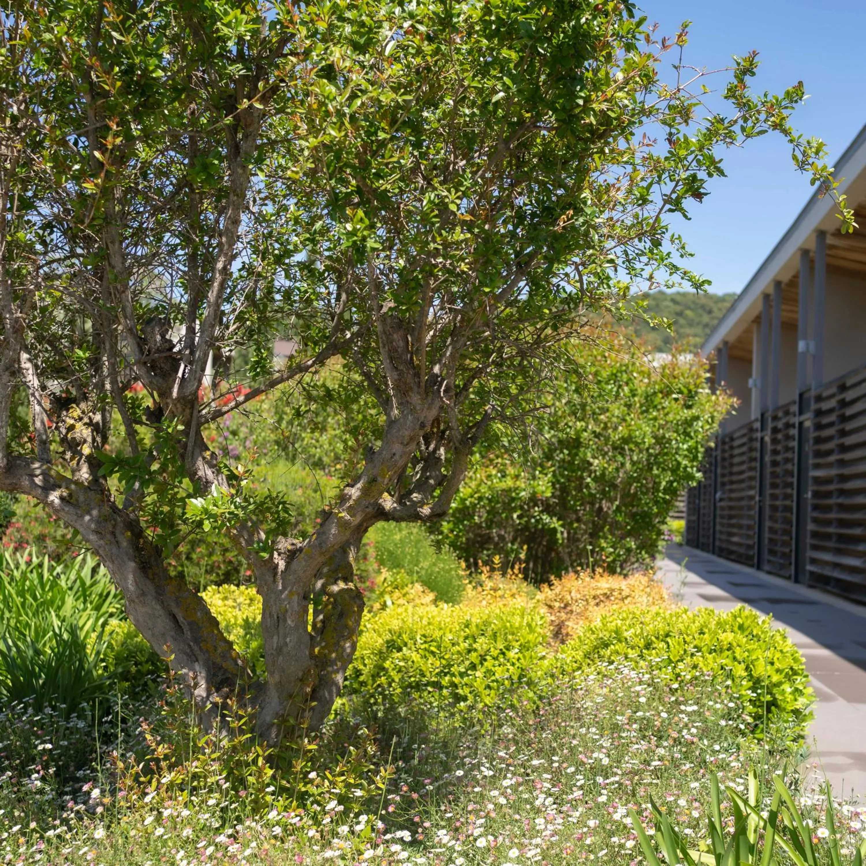 Garden in Costa Nera