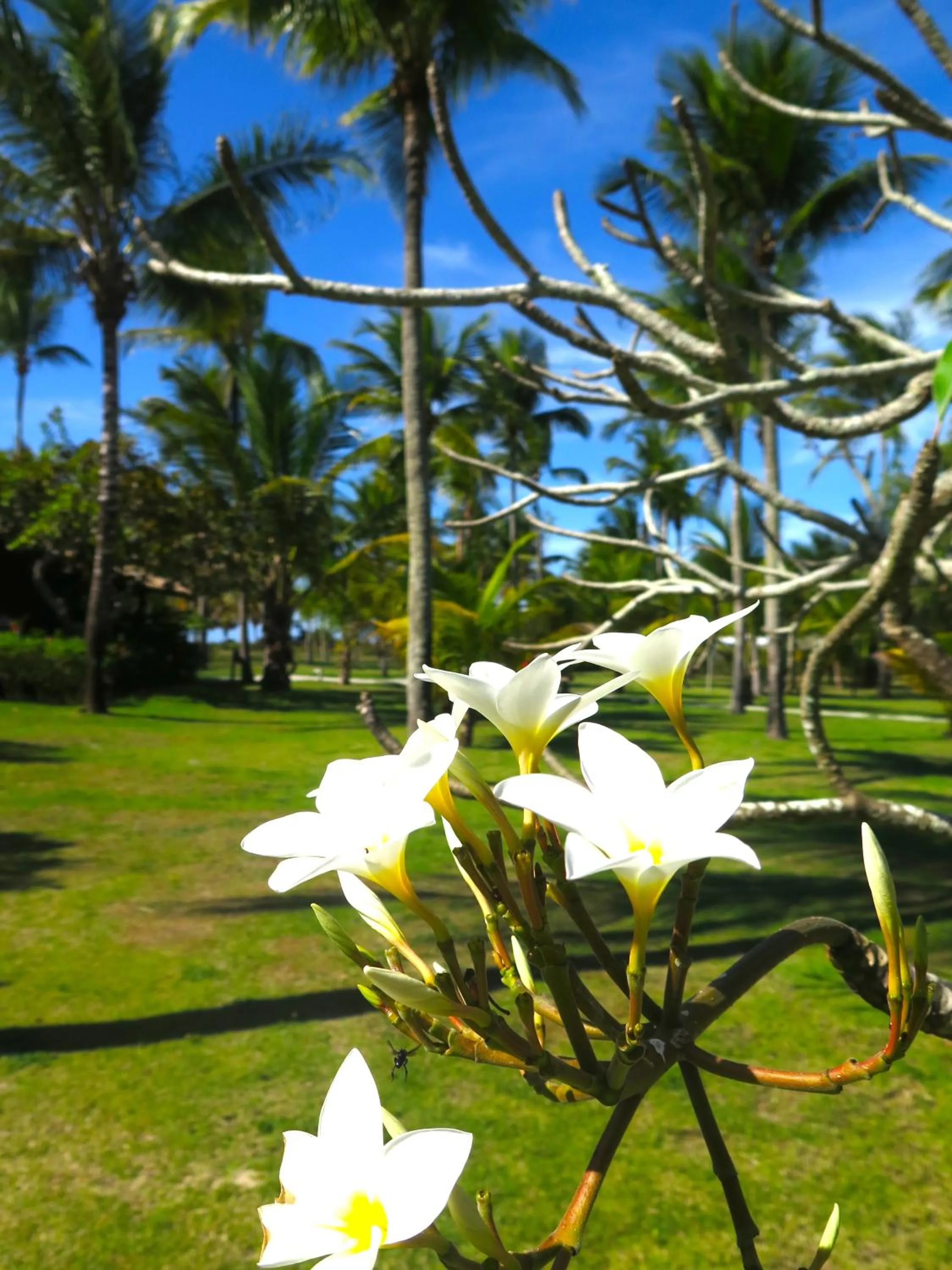Garden in Fazenda São Francisco do Corumbau