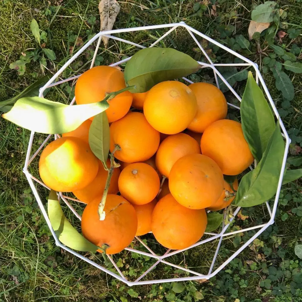 Food and drinks in Chambres d'hôtes CASA MUSA - NICE