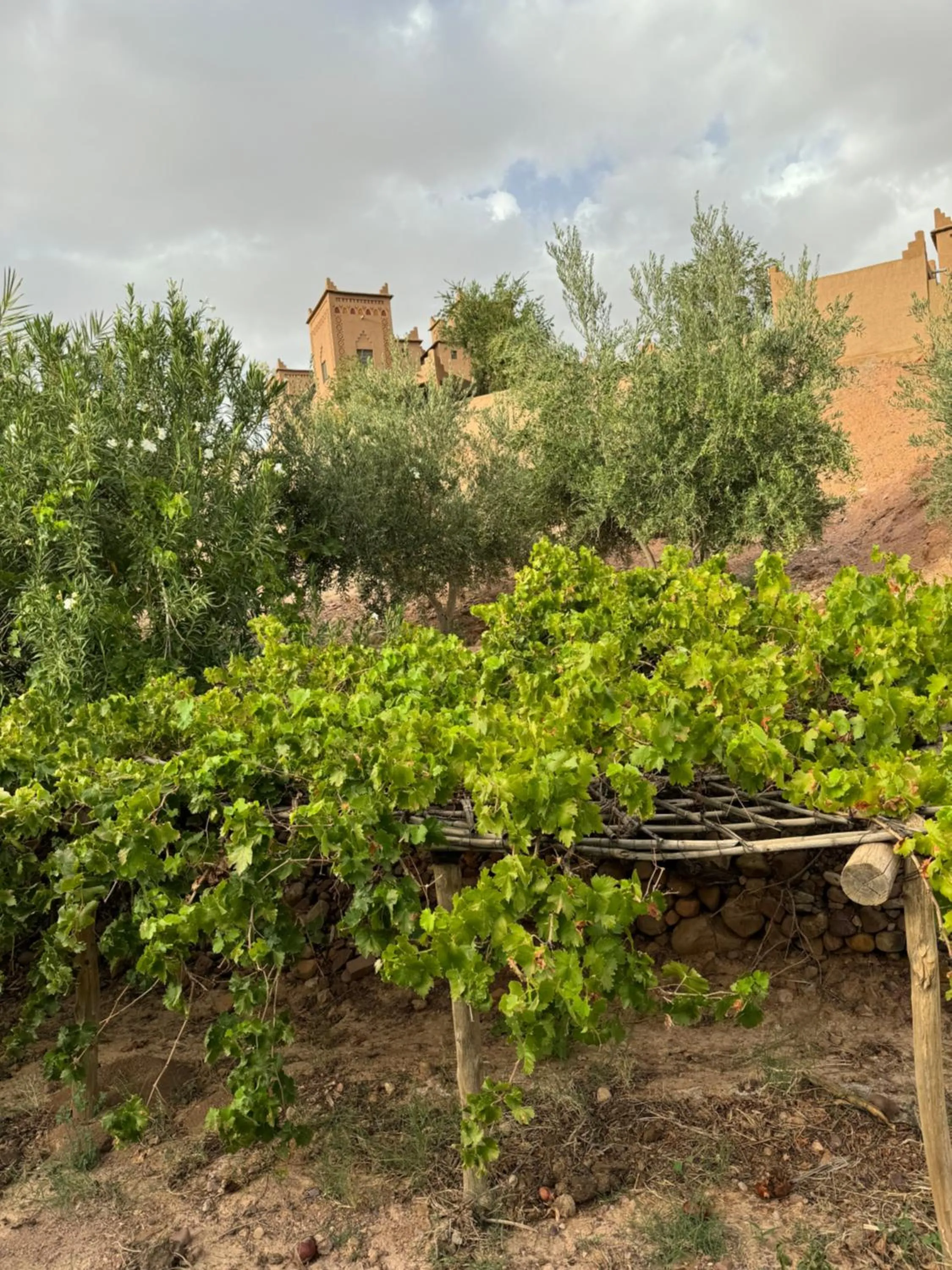 Garden in Kasbah Ait BenHadda
