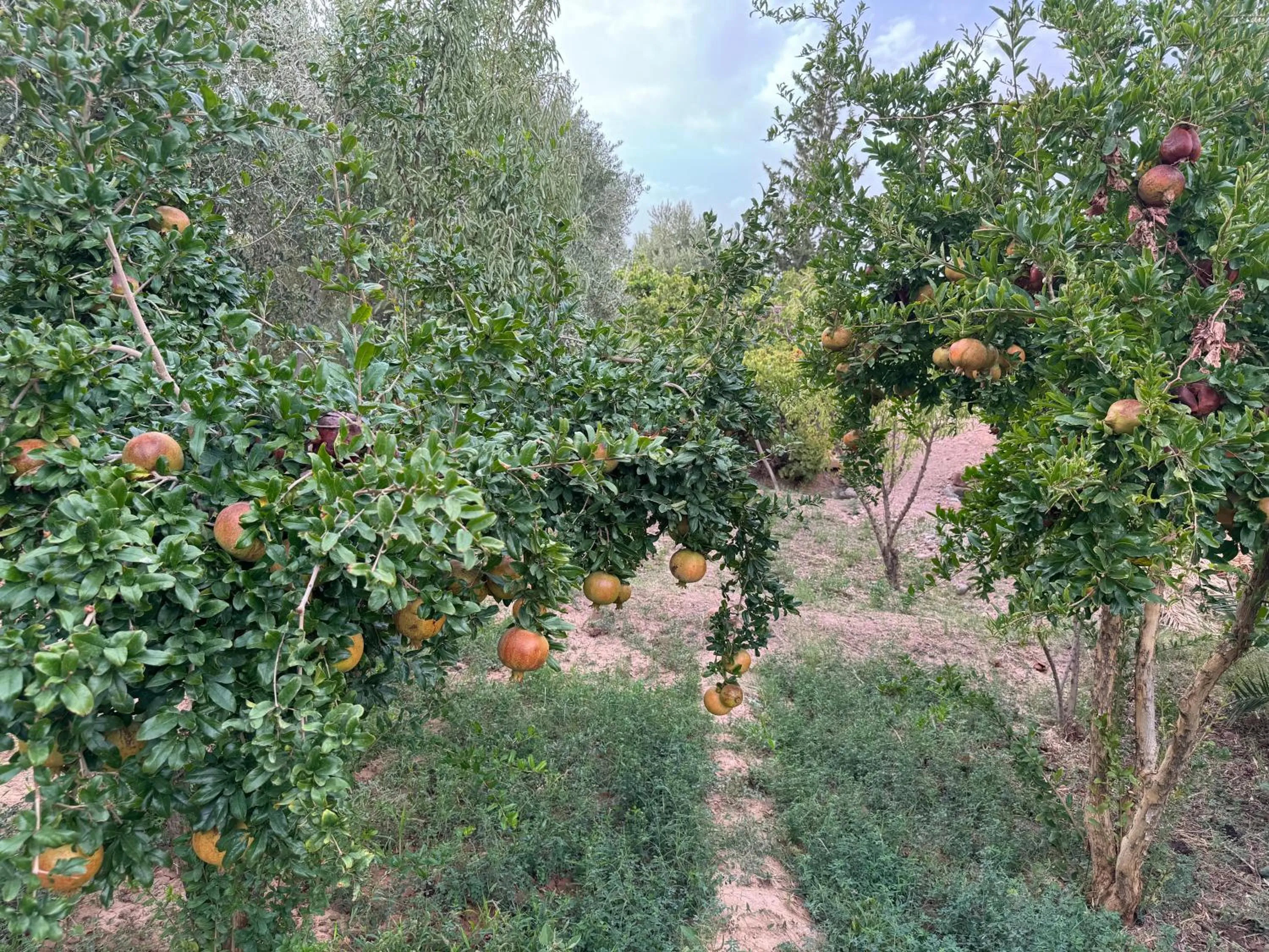 Garden in Kasbah Ait BenHadda