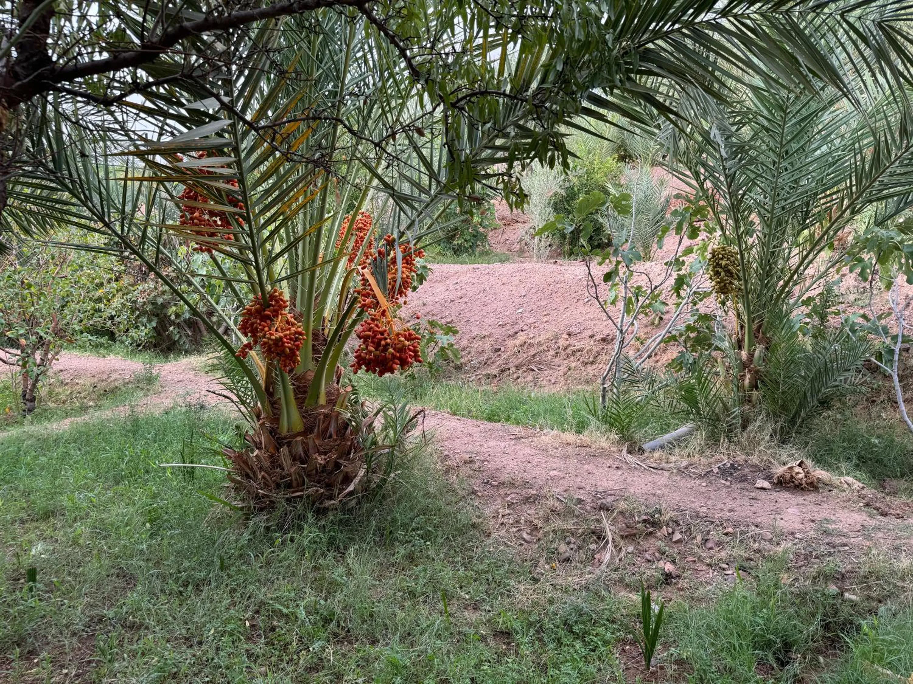 Garden in Kasbah Ait BenHadda