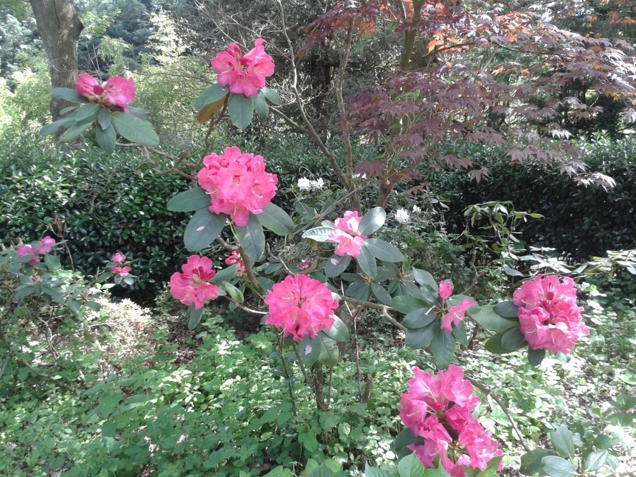 Garden in Château des Bretonnières sur vie - Maison d'hôtes et gîte 4 personnes