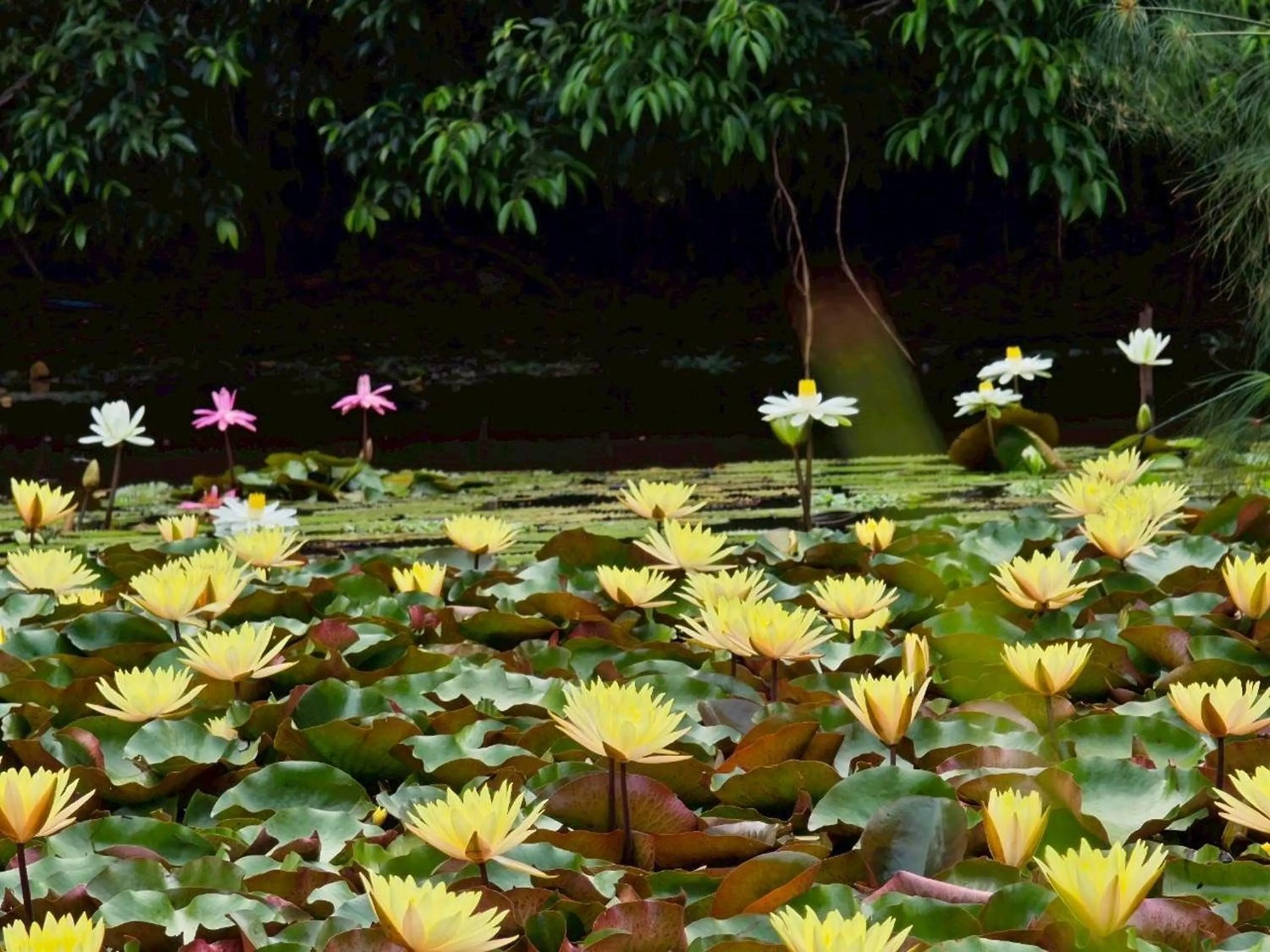 Garden in Saikaew Resort
