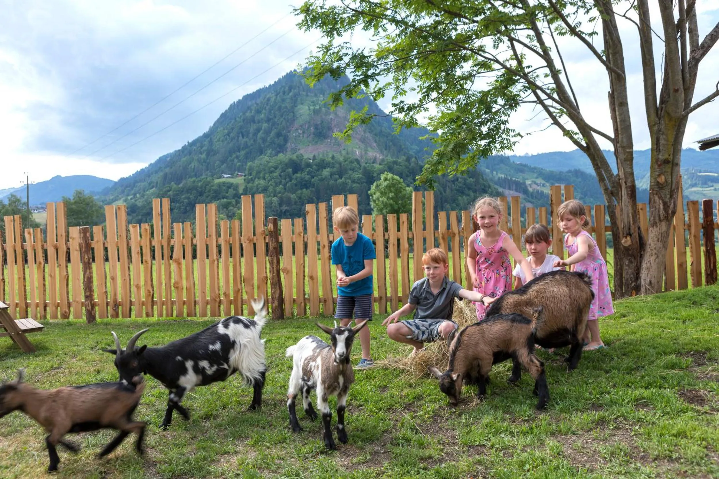 Animals in Lerchs Landhotel