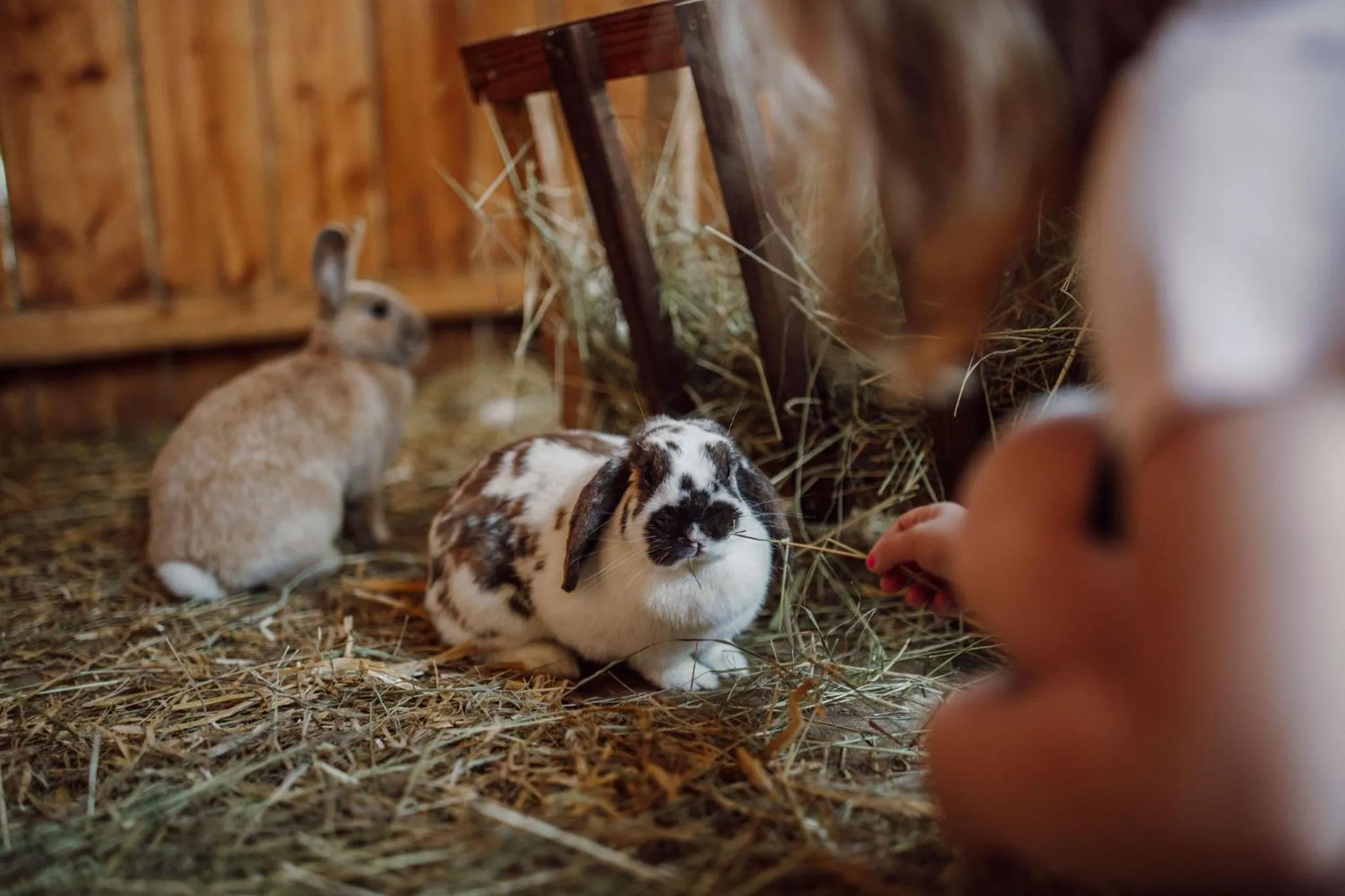 Animals in Lerchs Landhotel