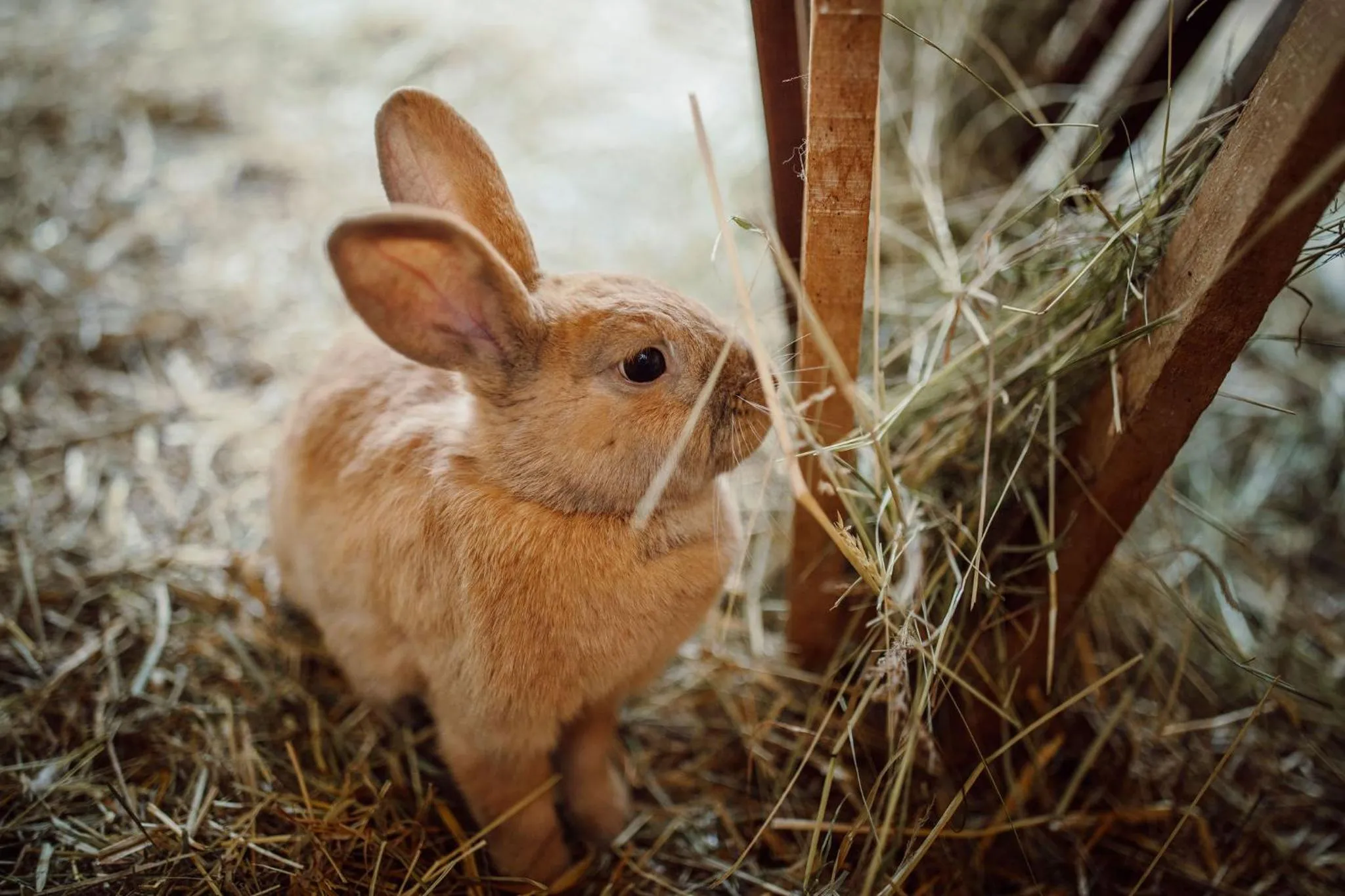 Animals in Lerchs Landhotel