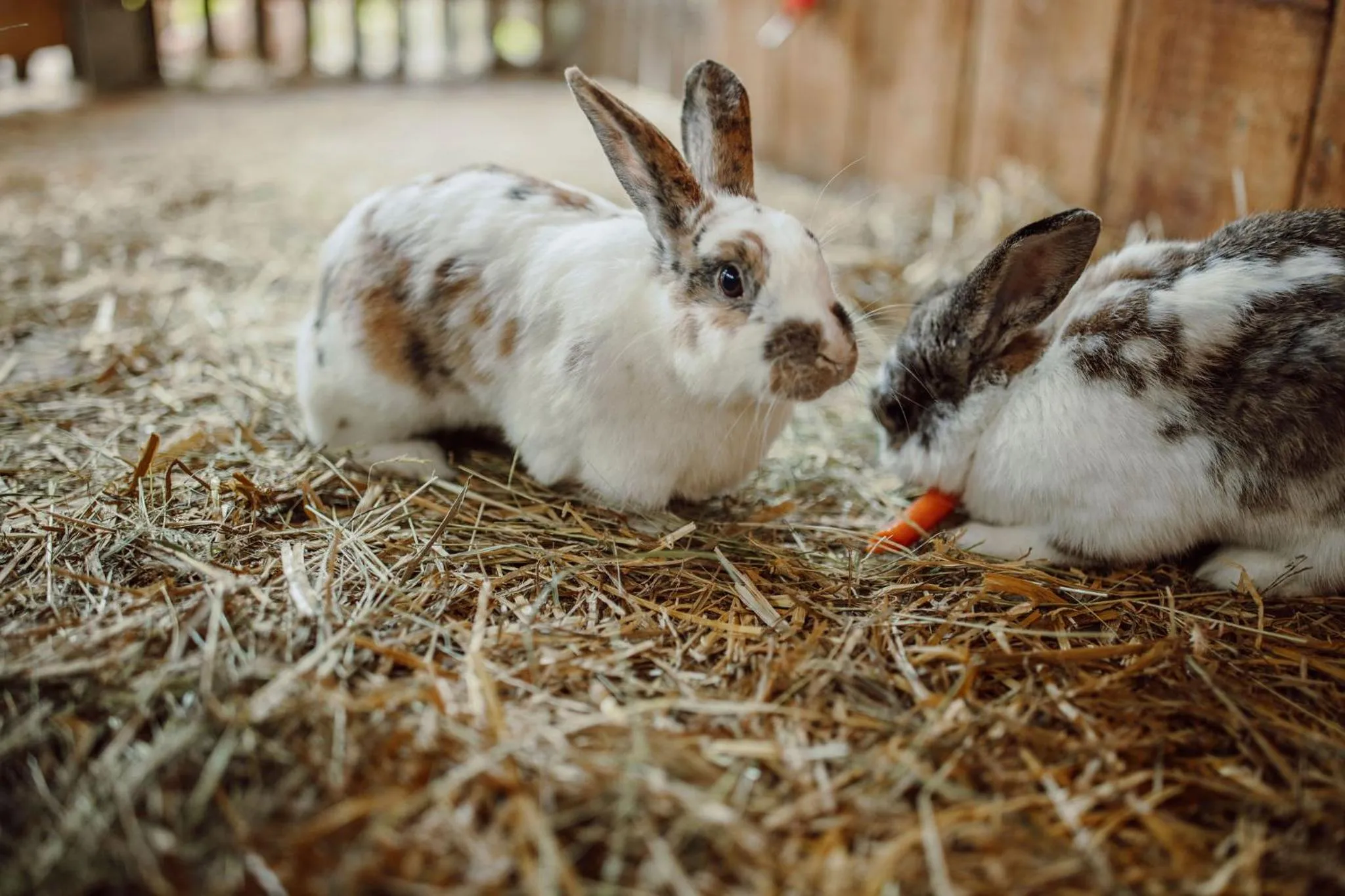 Animals in Lerchs Landhotel
