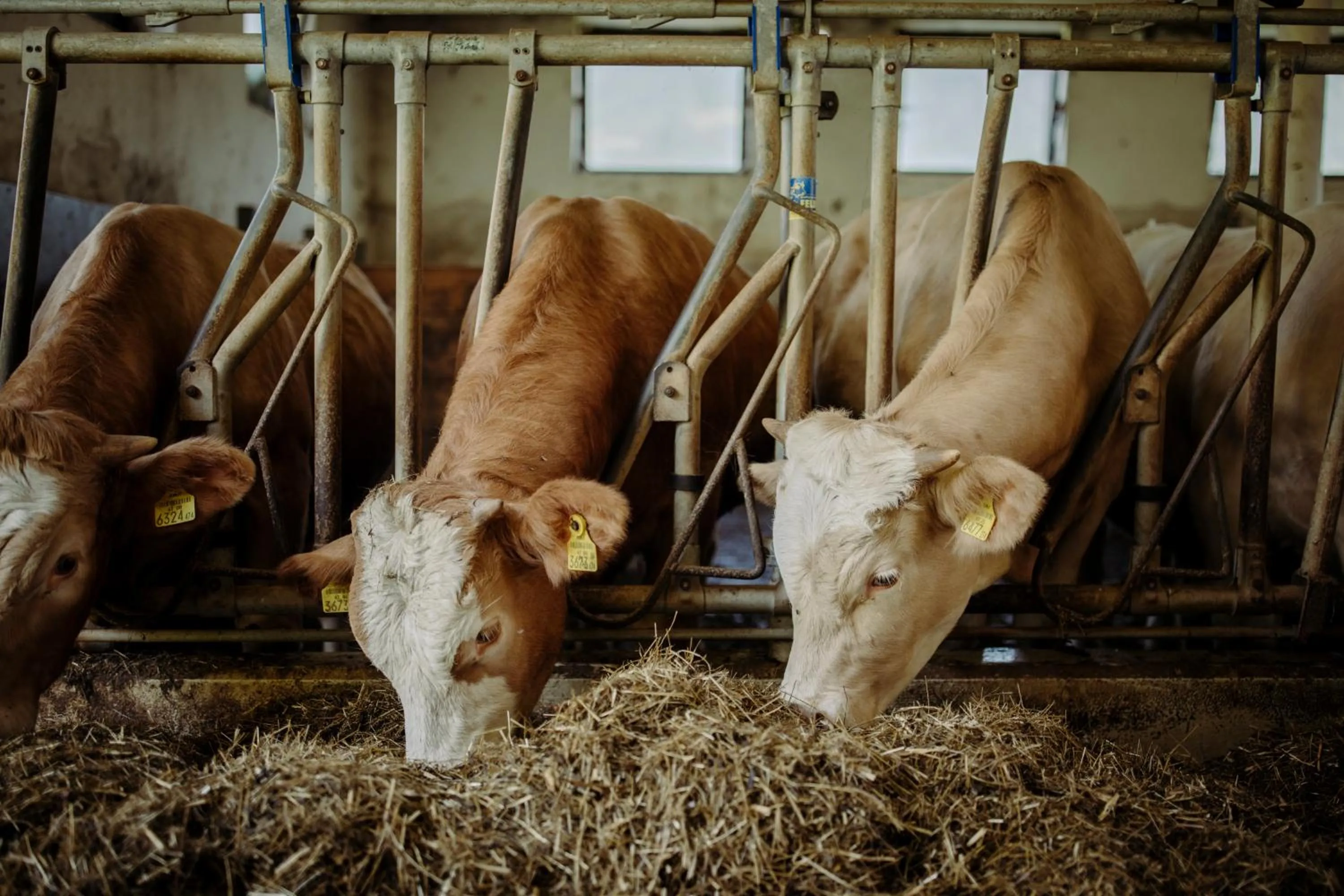 Animals in Lerchs Landhotel