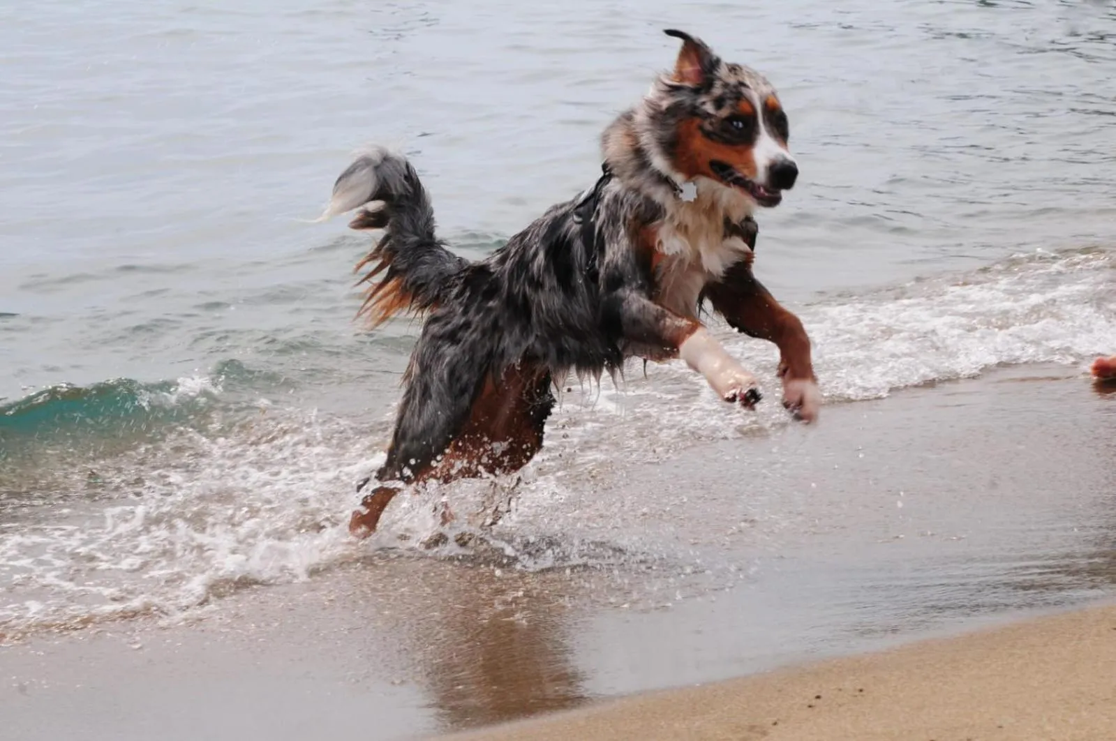 Pets in Villaggio Camping Torre Salinas
