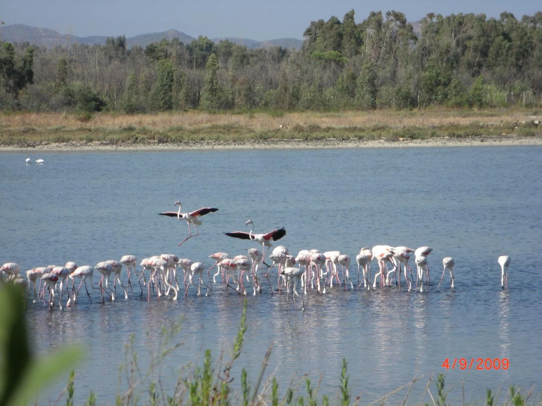 Animals in Villaggio Camping Torre Salinas