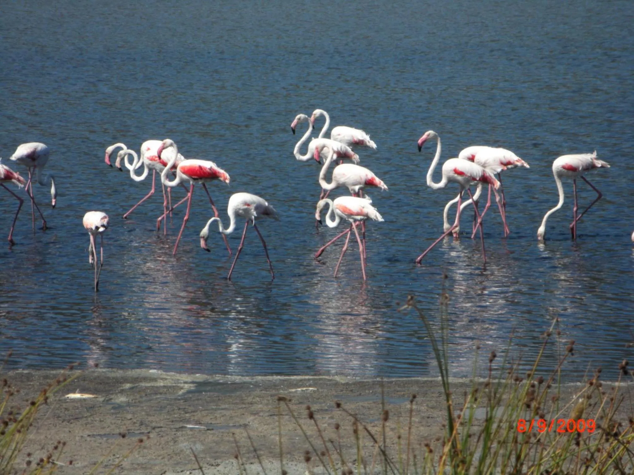 Animals in Villaggio Camping Torre Salinas