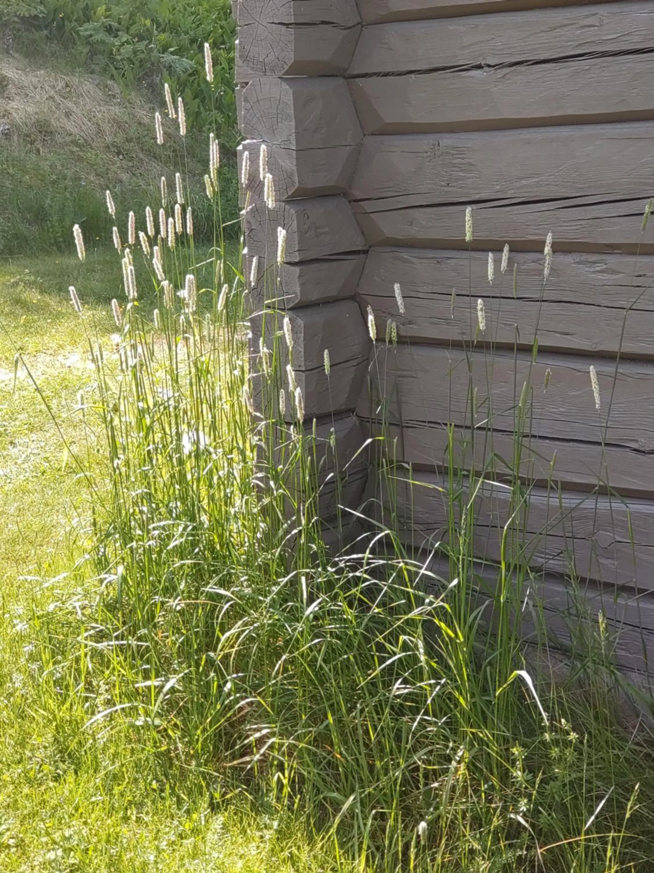 Summer in Fyrklöverns Stugby