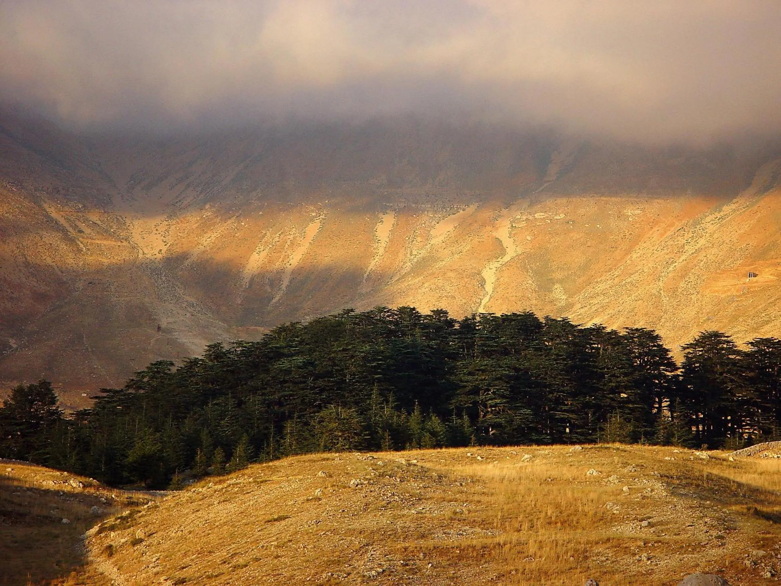 Natural landscape in La Maison des Cèdres