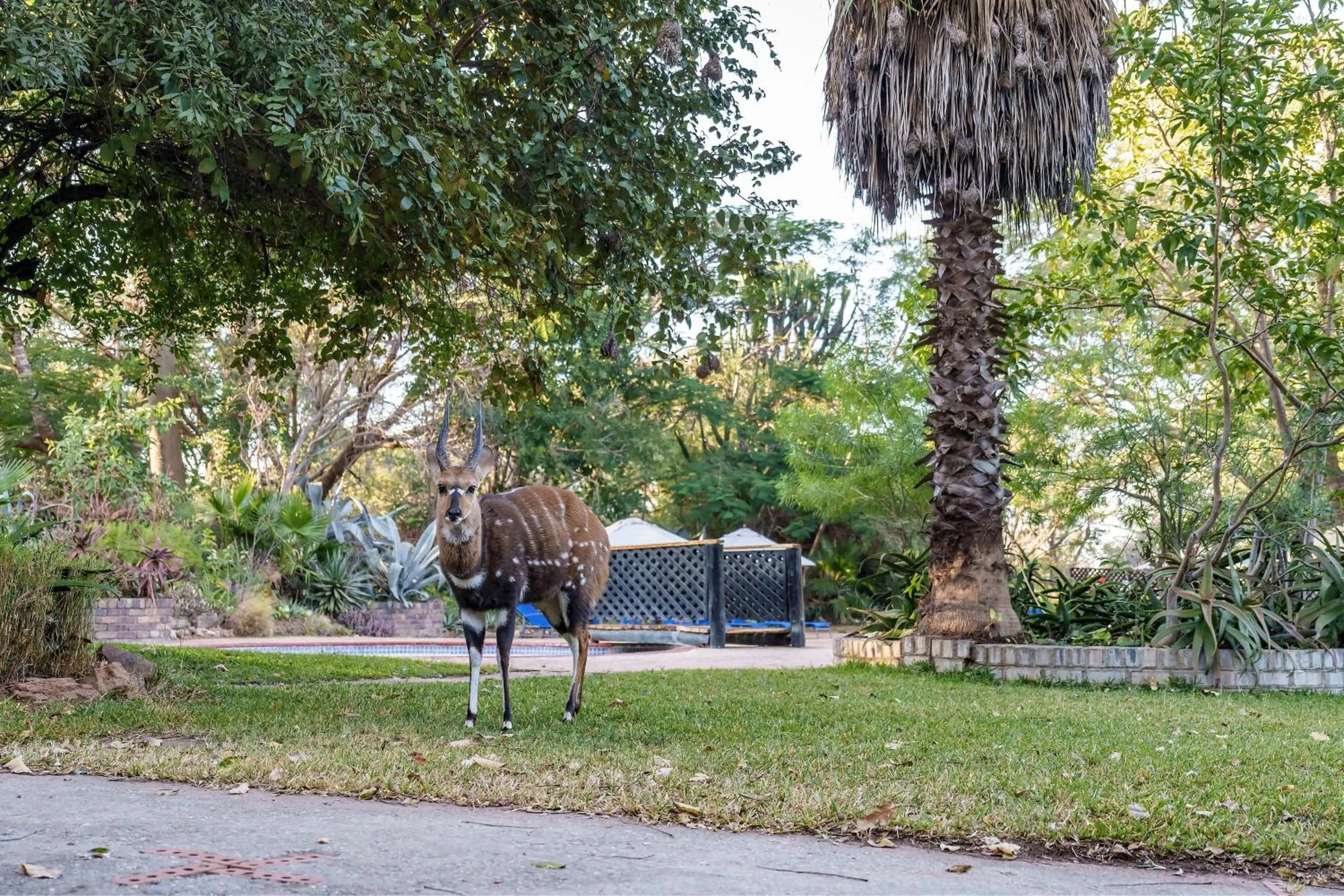 Area and facilities in Protea Hotel by Marriott Lusaka Safari Lodge