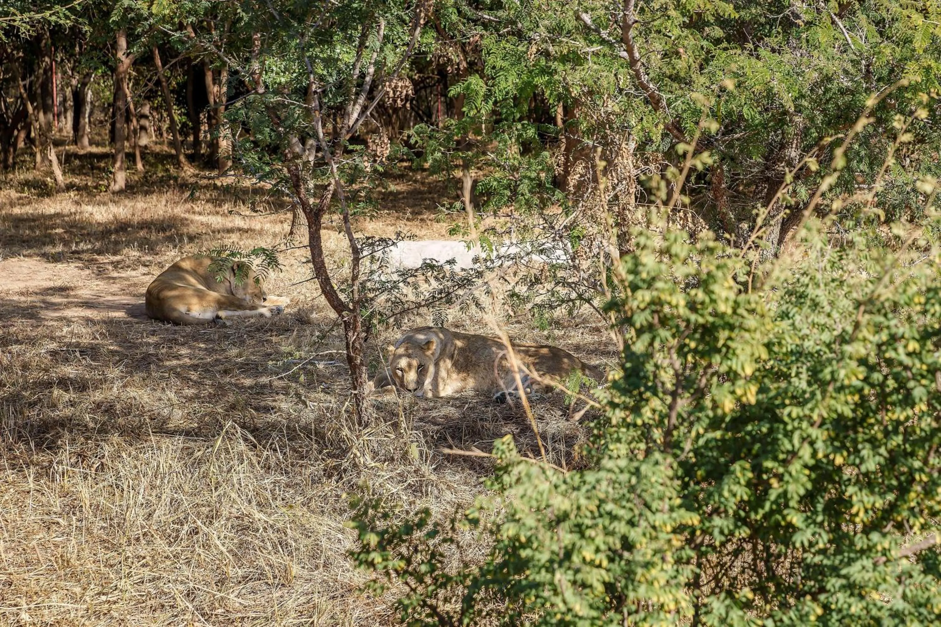 Area and facilities in Protea Hotel by Marriott Lusaka Safari Lodge