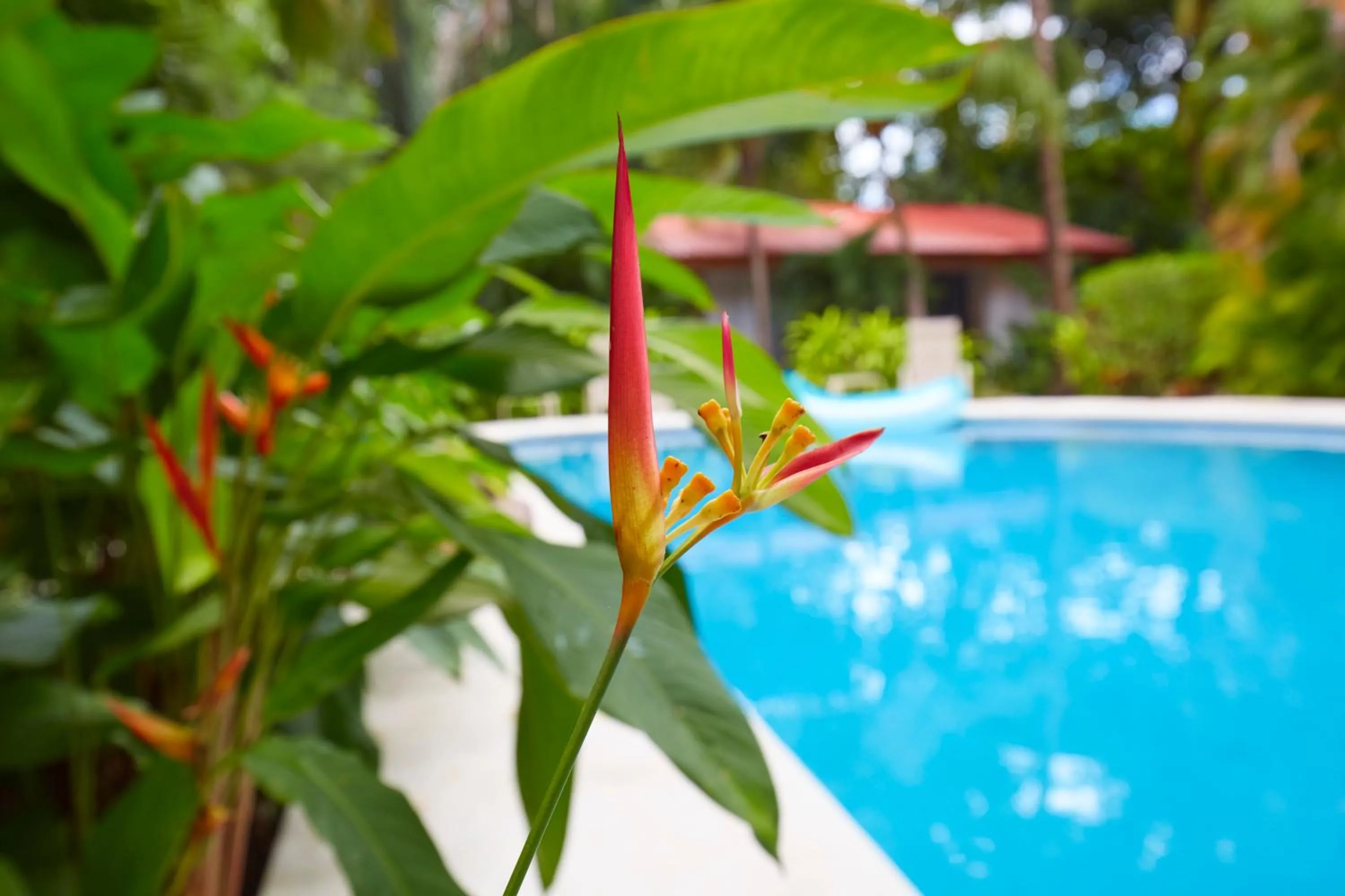 Swimming pool in Living Hotel