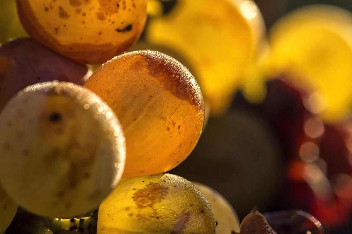 Activities in Château Sigalas Rabaud