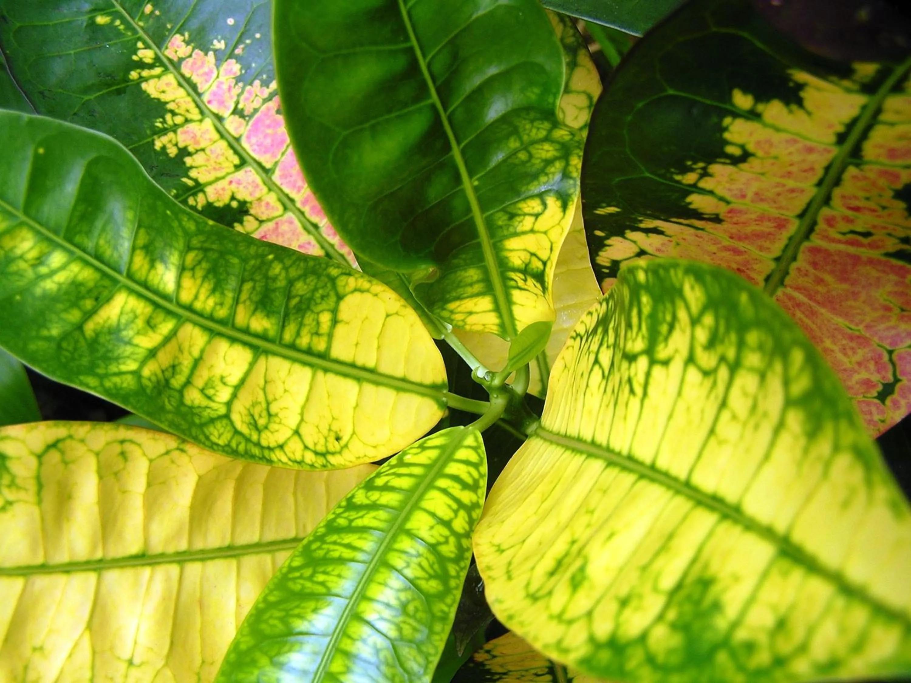 Natural landscape in Apollo Jewel Beachfront Apartments