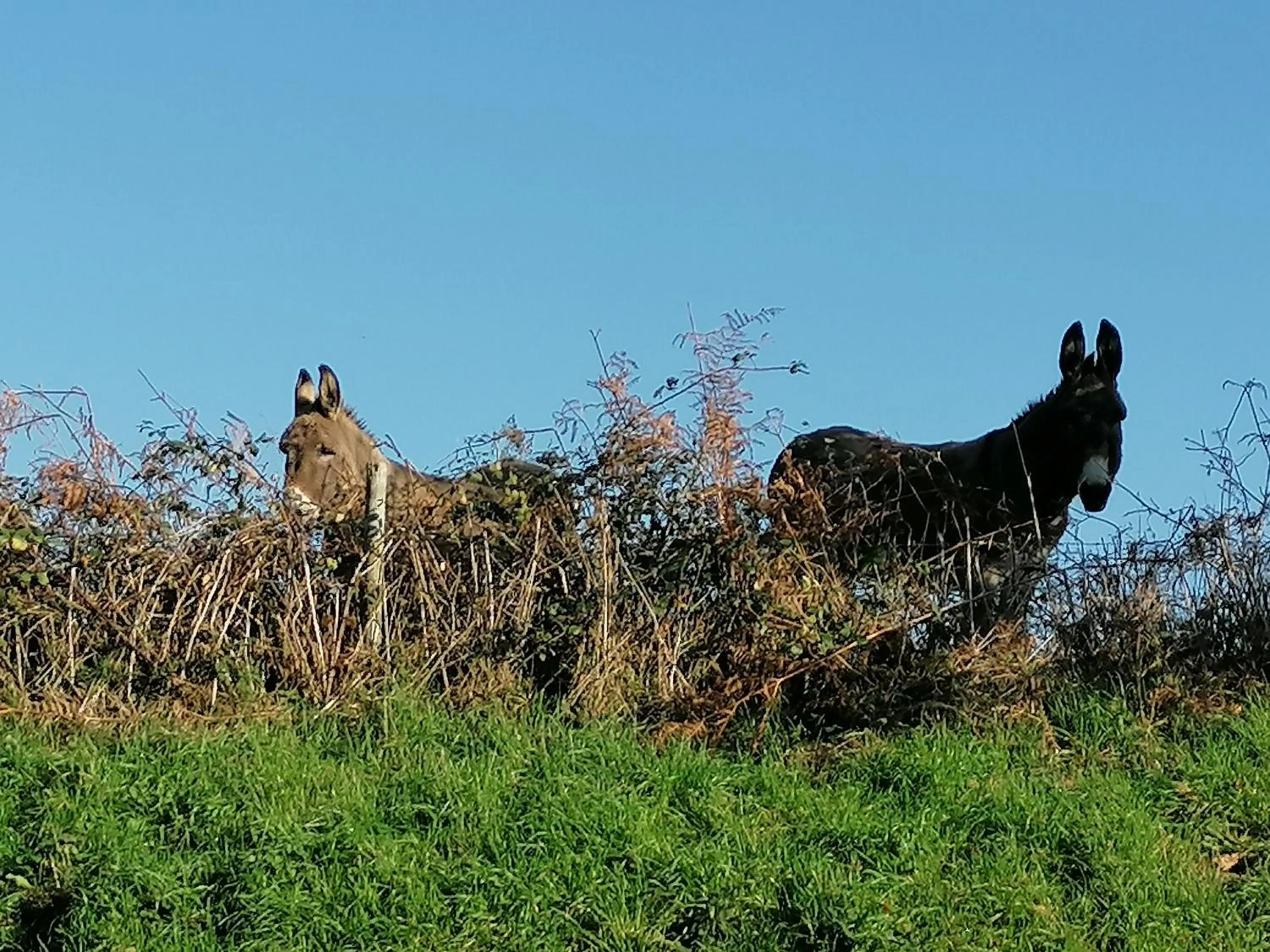 pet friendly in La Parisiere