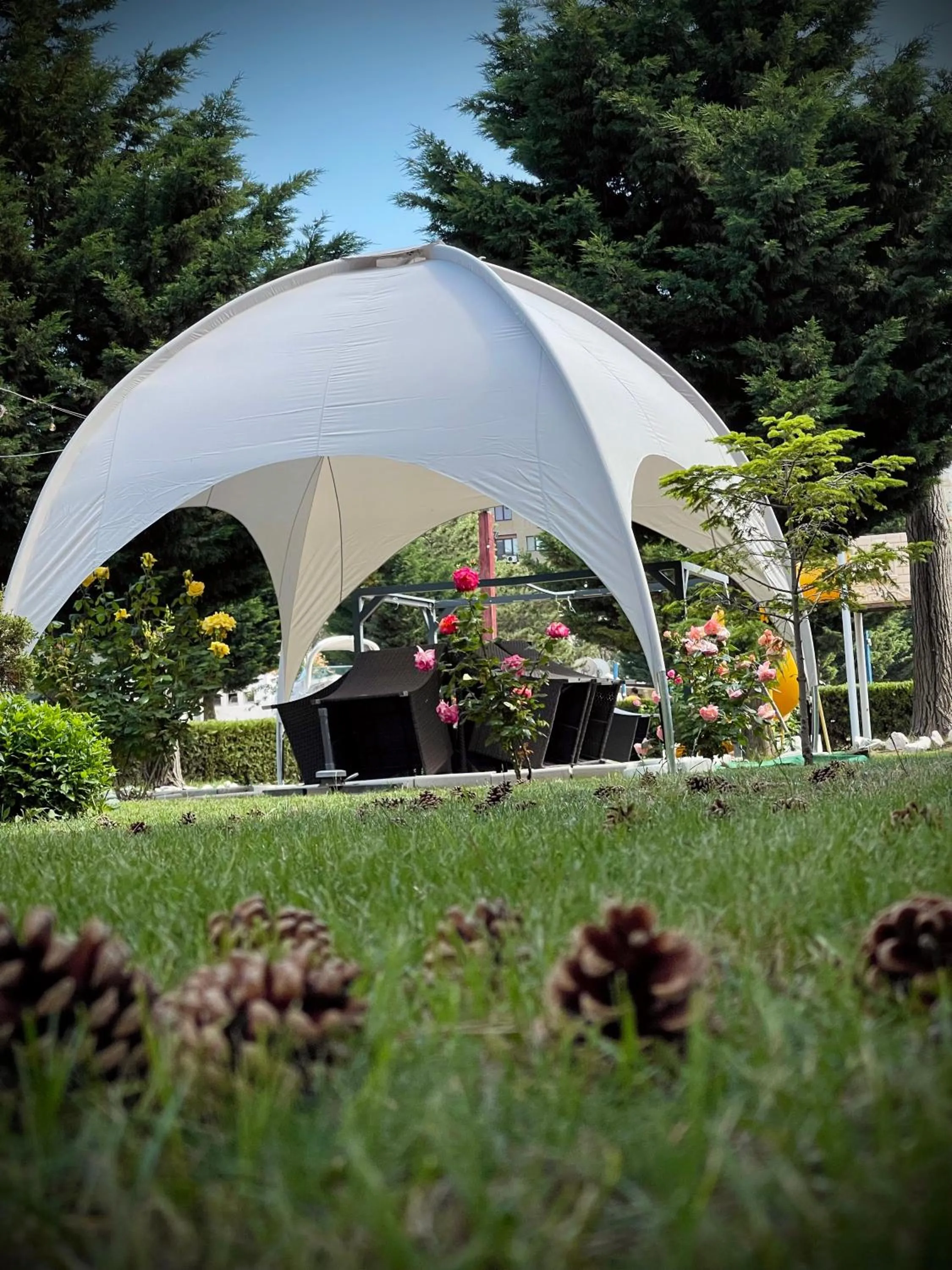 Garden in Voila Mamaia