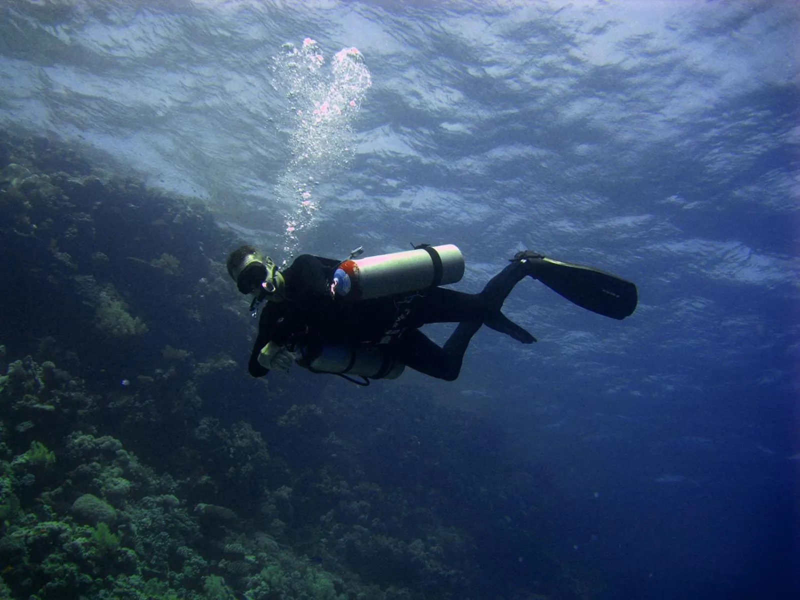 Diving in Oonas Dive Club