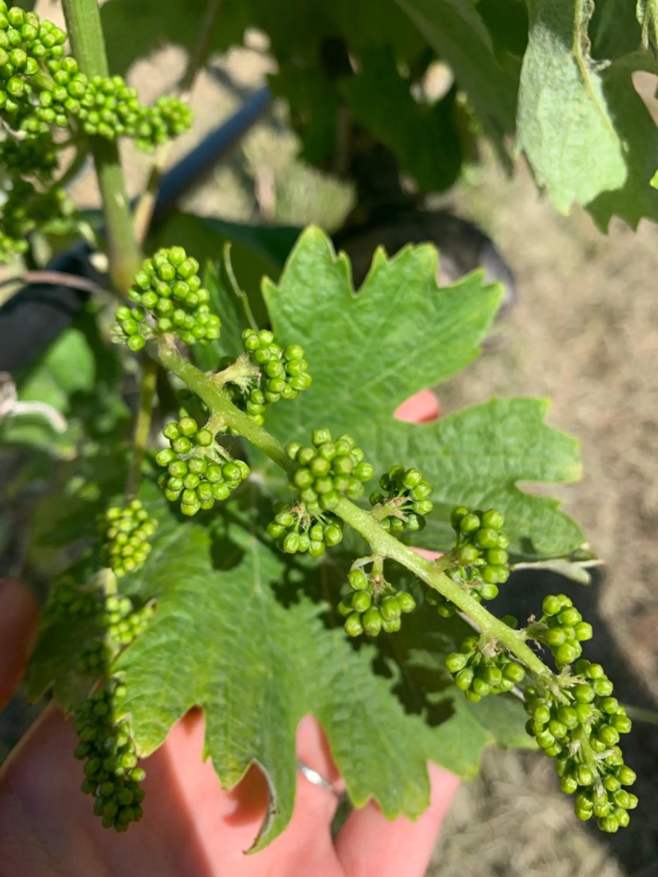 Natural landscape in Alghero Resort Country Hotel & Spa