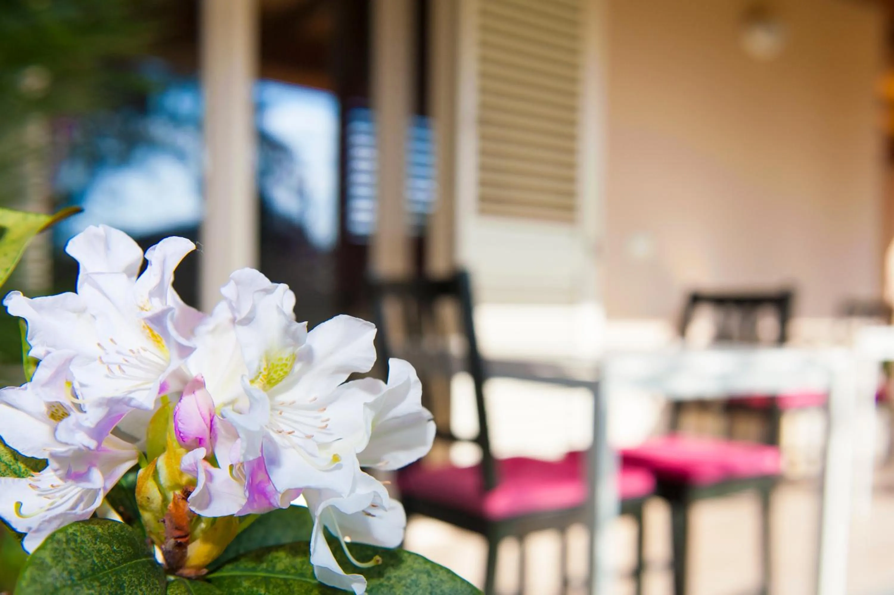 Garden in B&B Alle Tre Rose