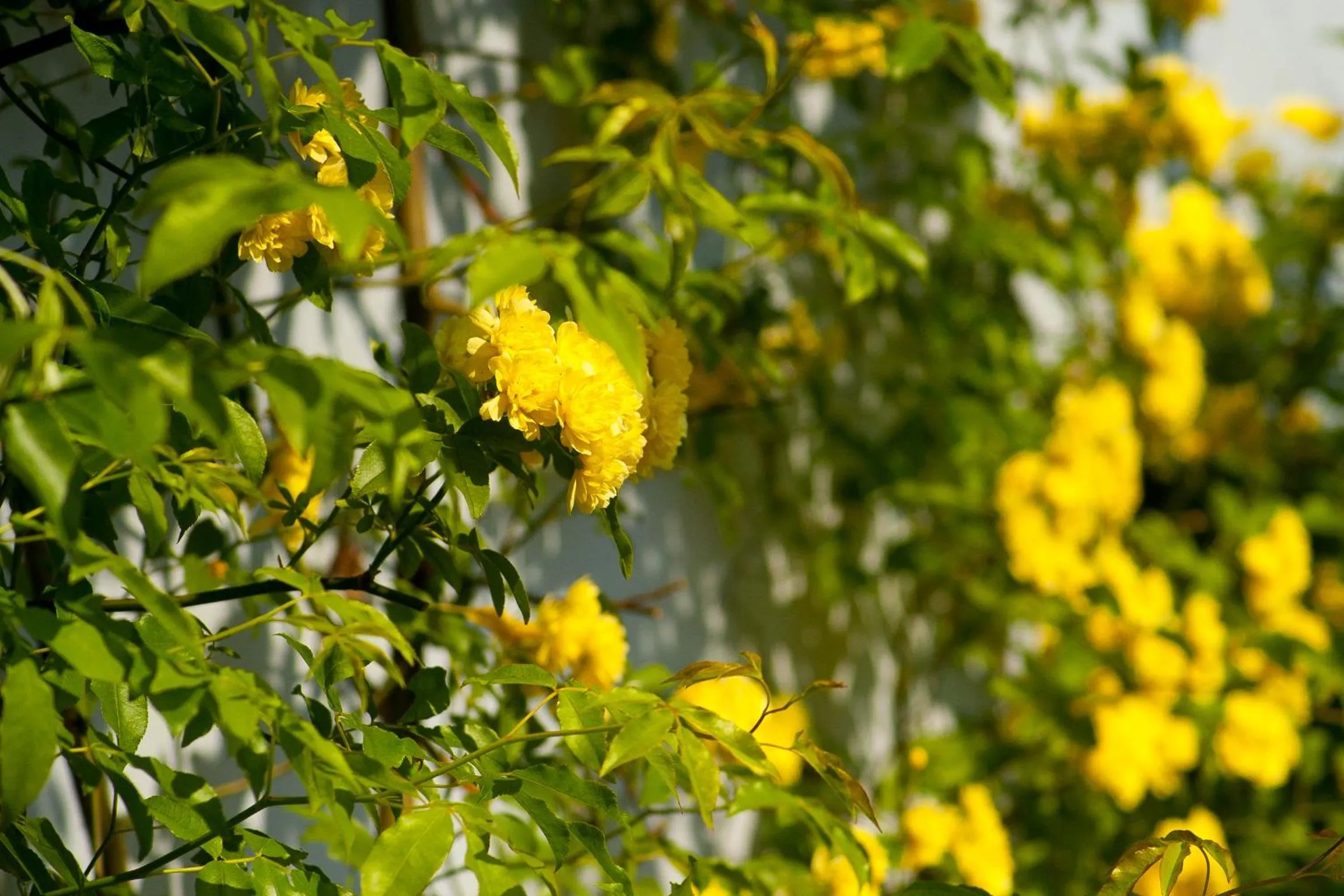 Garden view in The Old Stables B&B