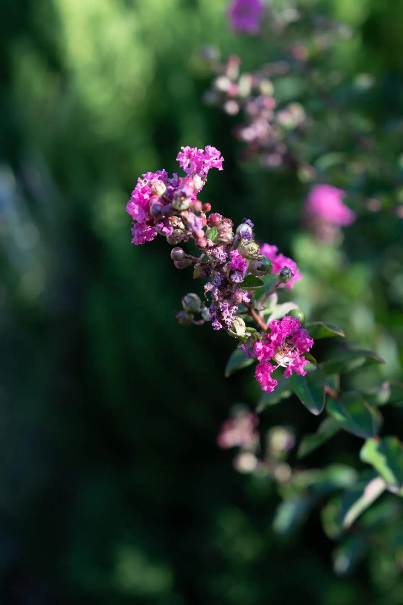 Garden in Cappannelle Country House Tuscany