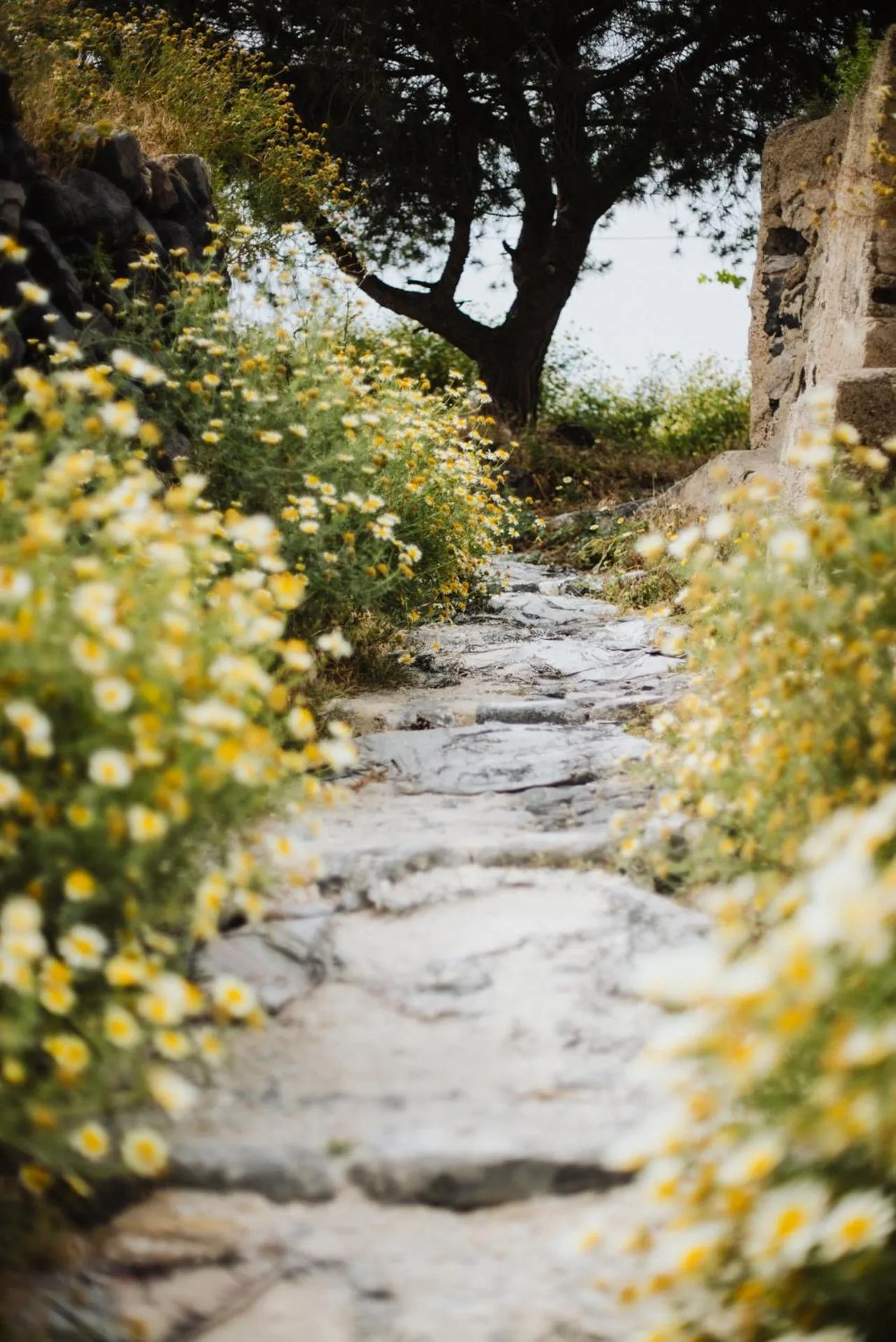 Natural landscape in Pueblo Viejo Suites