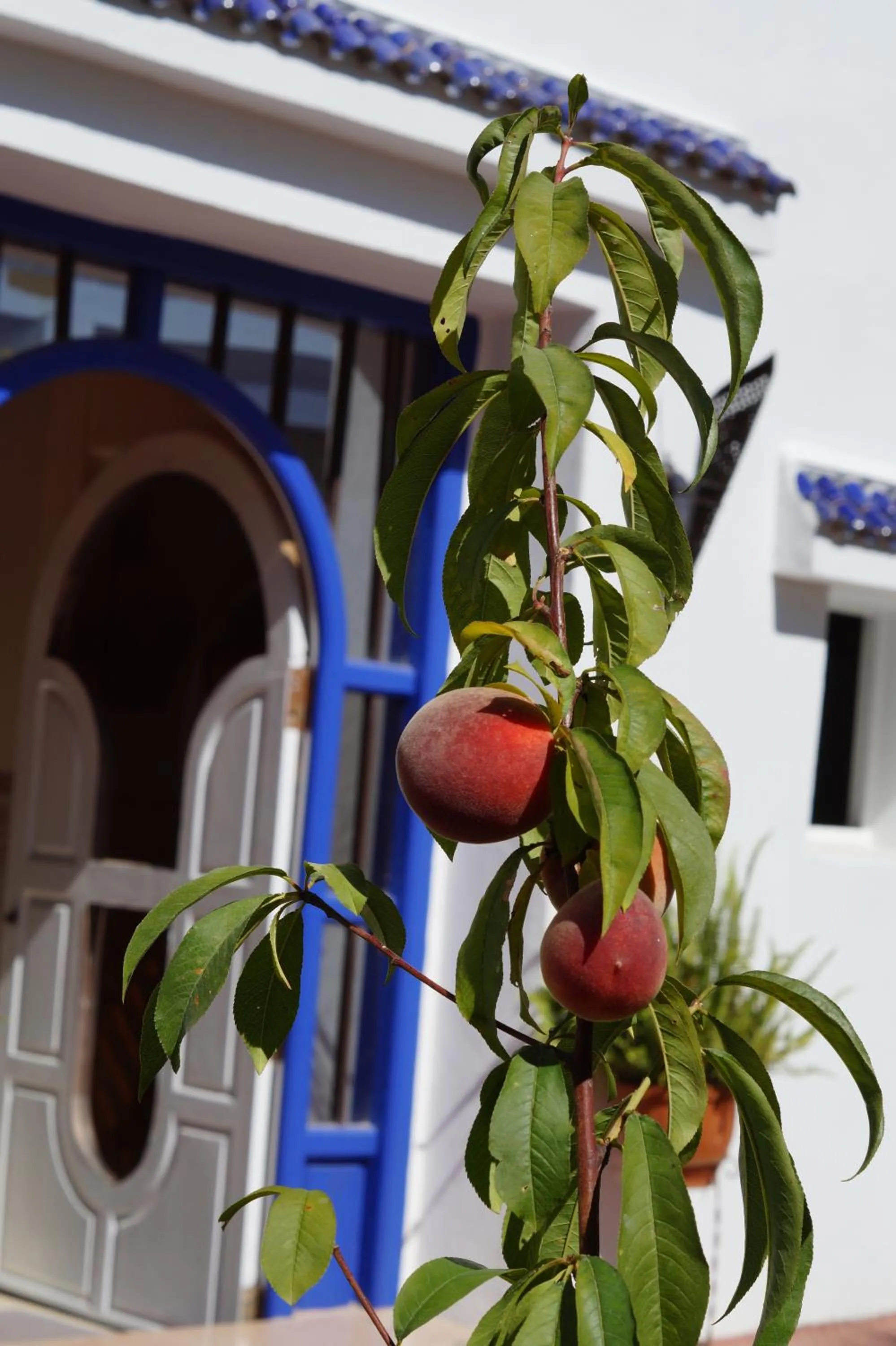 Garden in Dar Omar Khayam